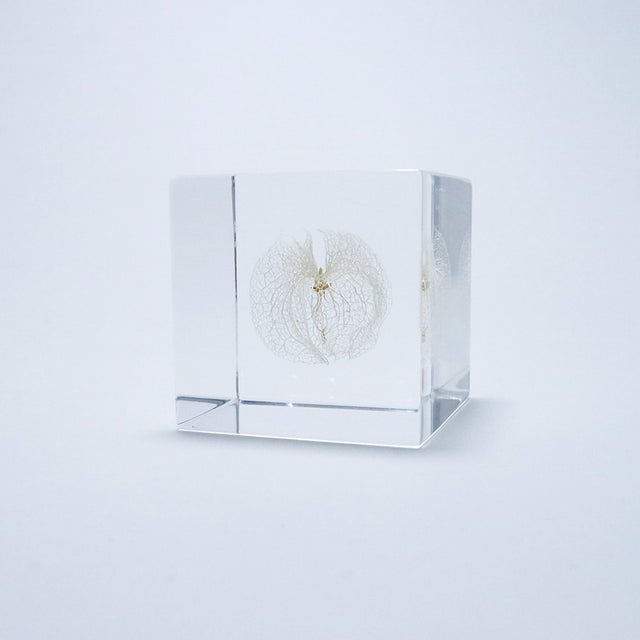 Sola Cubes | Cloud-Hidden Plants - Houseplants, Succulent Bonsai