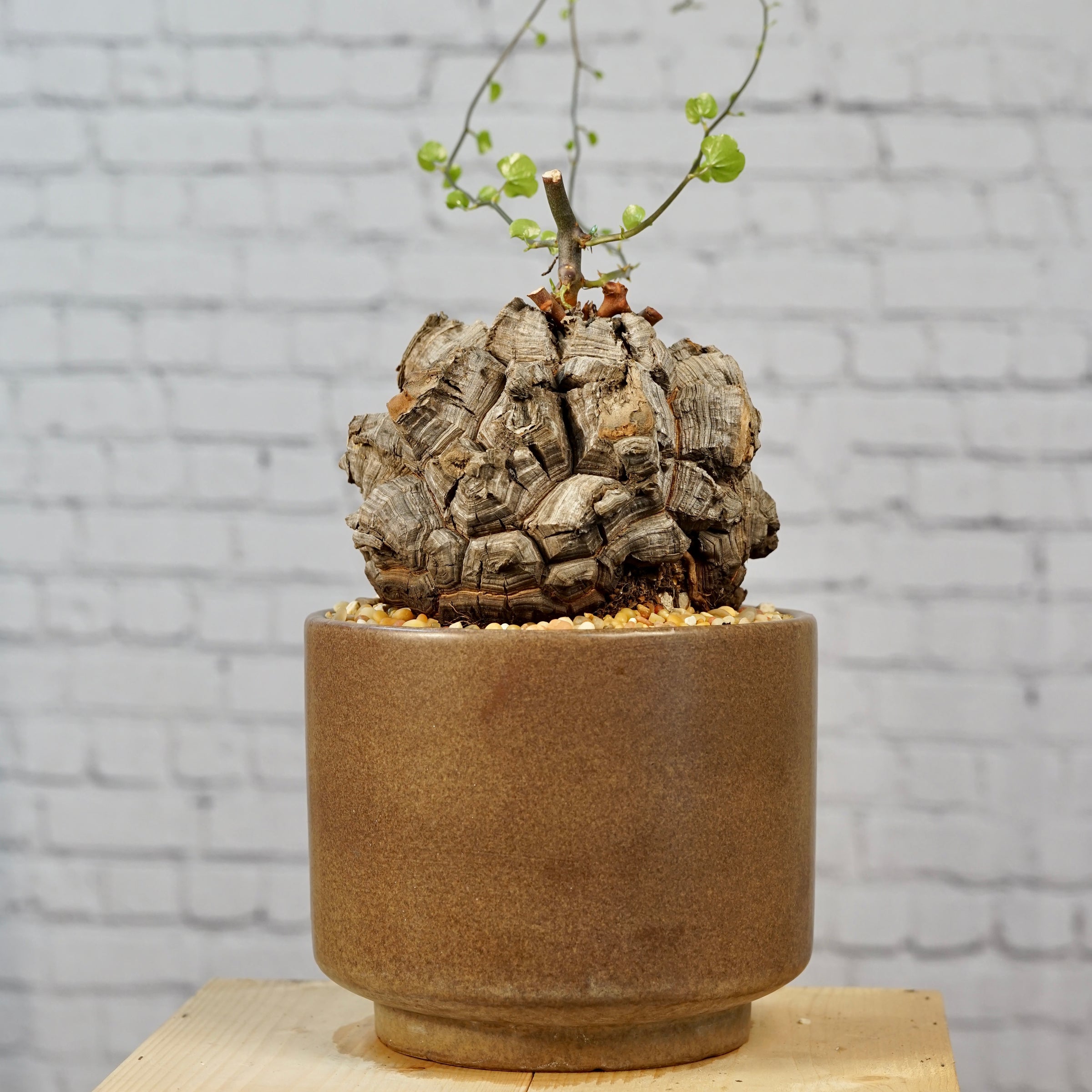 Dioscorea elephantipes - Very large specimen | Cloud-Hidden Plants