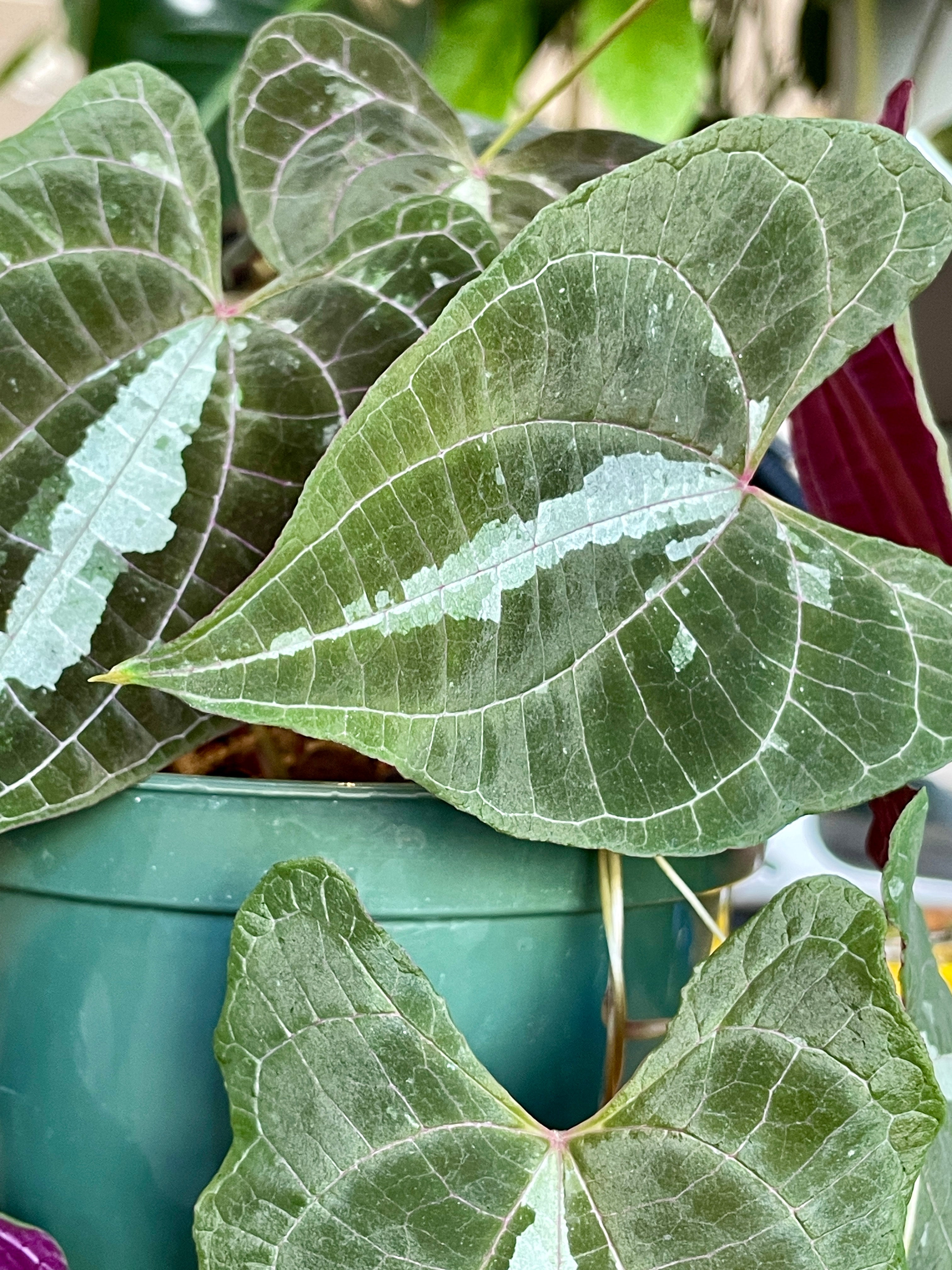 Dioscorea discolor | Cloud-Hidden Plants - Houseplants, Succulent