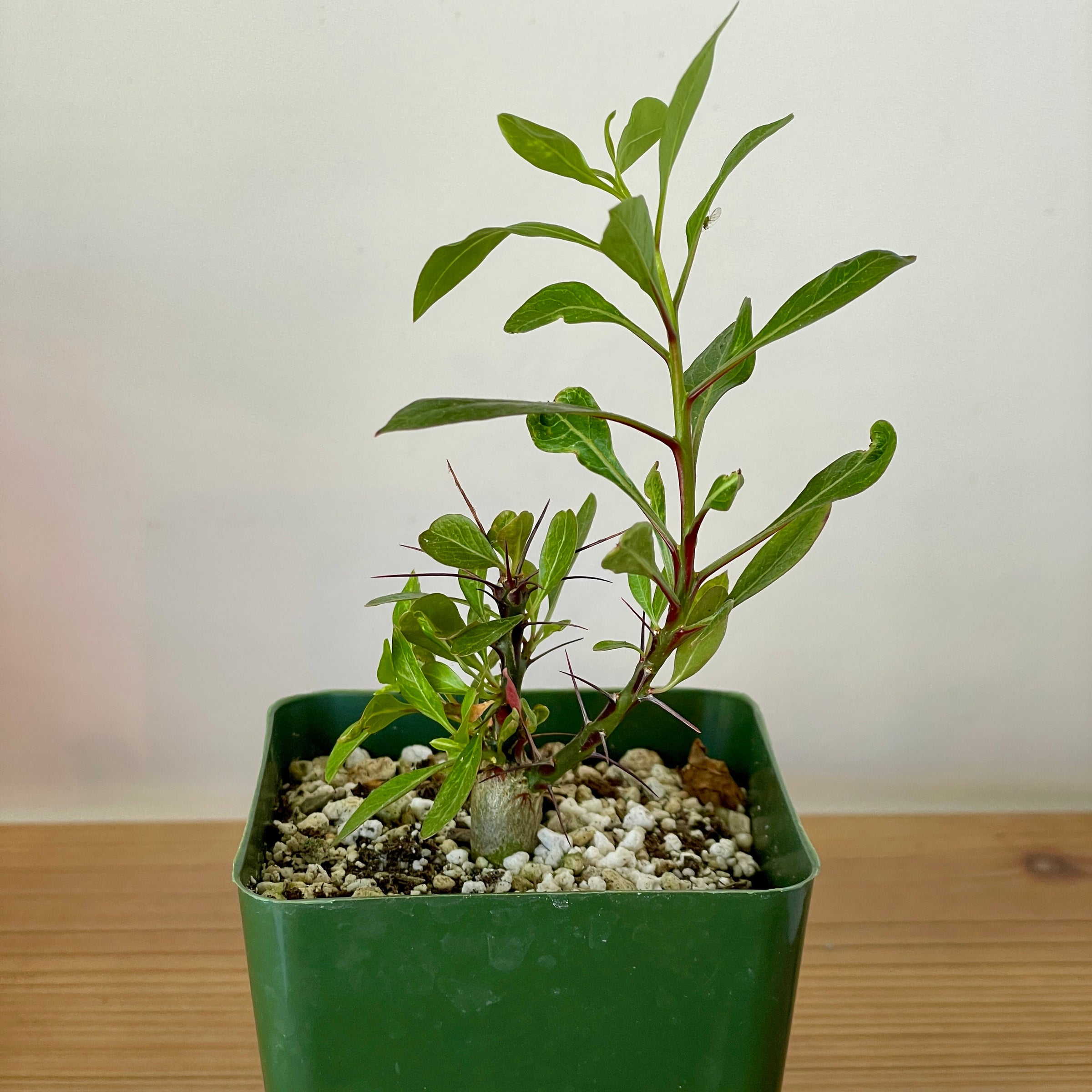 塊根植物 新芽付き Foquieria fasciculata DSF3551_c1db7da3-6933-486a-