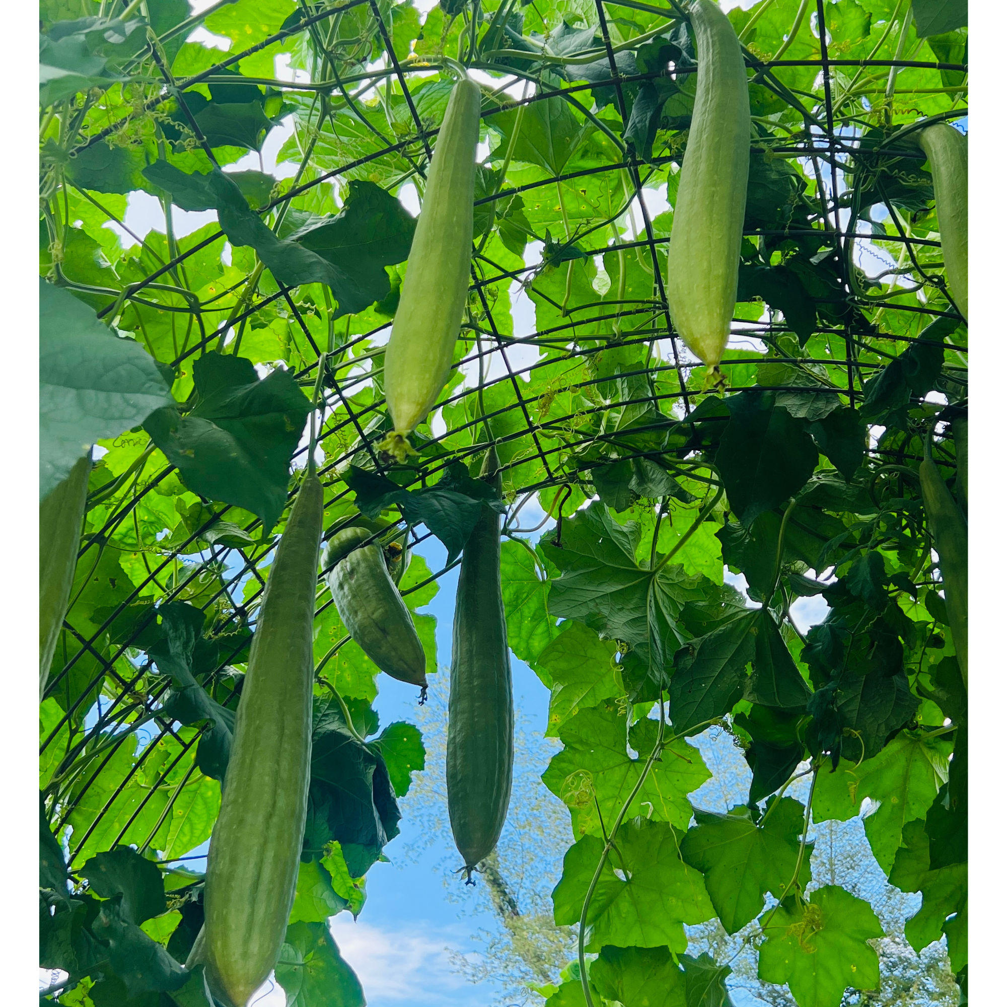 Sow the Magic Luffa Gourd Seed Packet