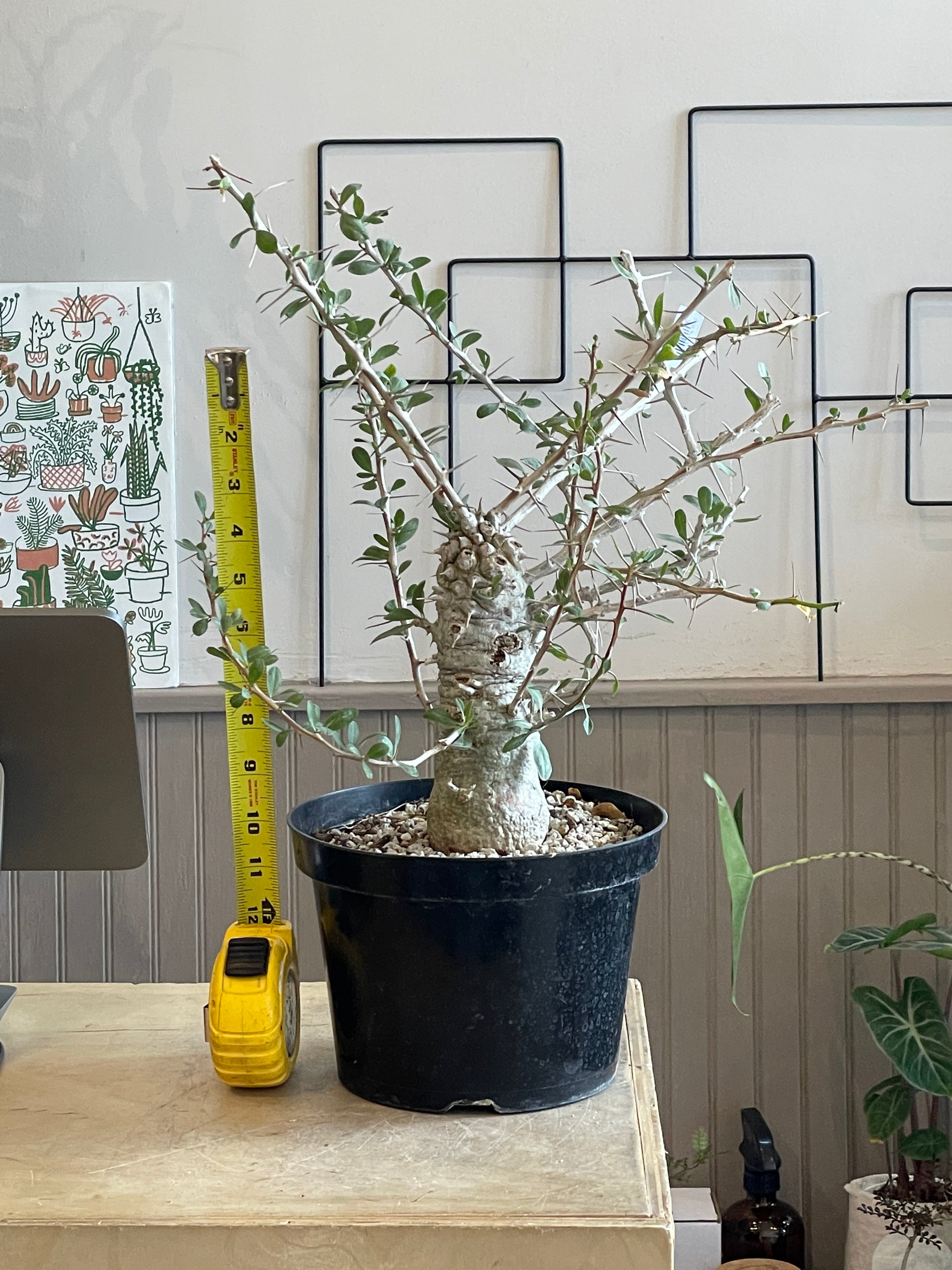 Large Boojum Fouquieria columnaris - 8 Inch Pot | Cloud-Hidden