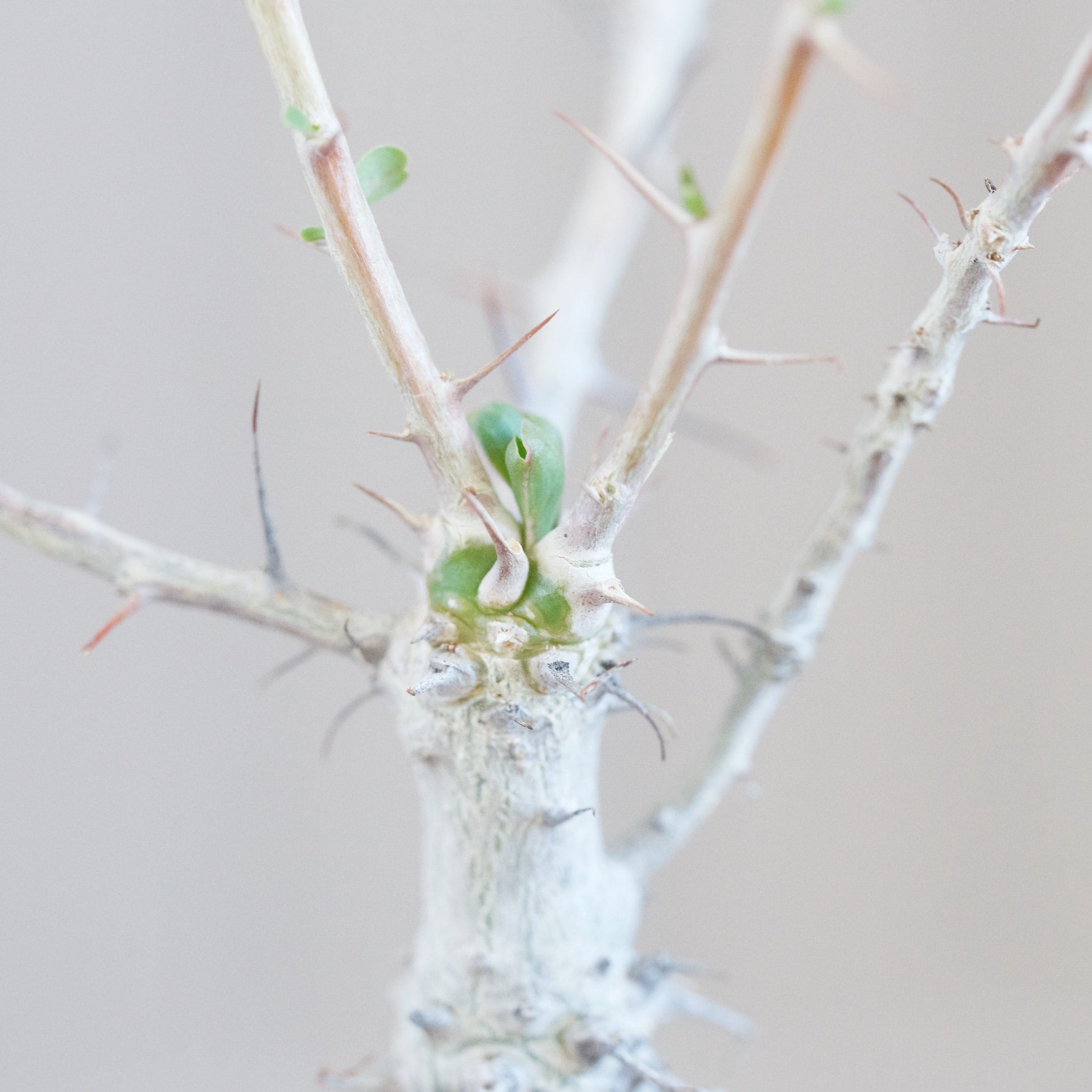 Fouquieria columnaris - Boojum Tree | Cloud-Hidden Plants