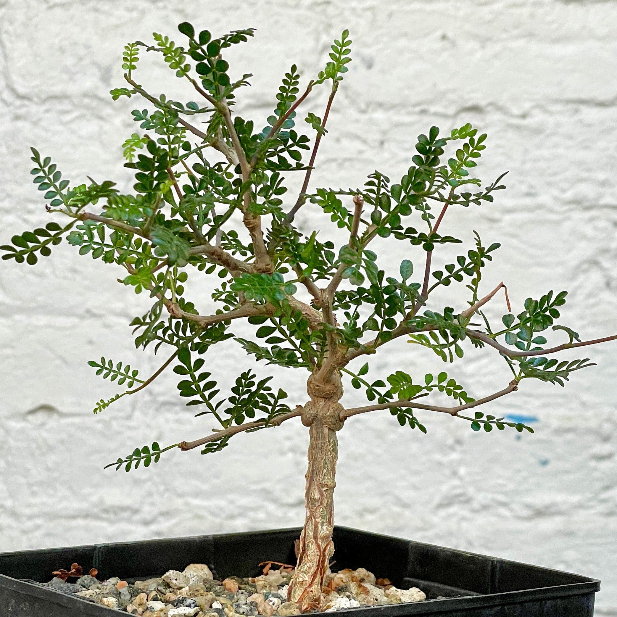 Operculicarya pachypus | Cloud-Hidden Plants - Houseplants