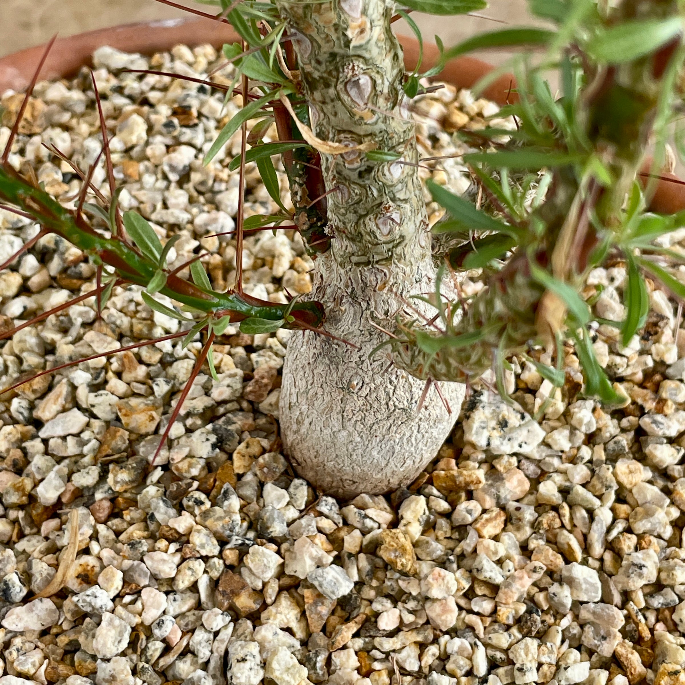 Fouquieria purpusii specimen plant | Cloud-Hidden Plants