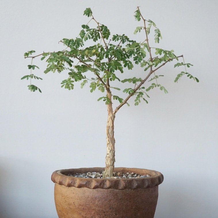 Acacia Burkei Bonsai | Cloud-Hidden Plants - Houseplants, Succulent Bonsai  & Caudex San Francisco