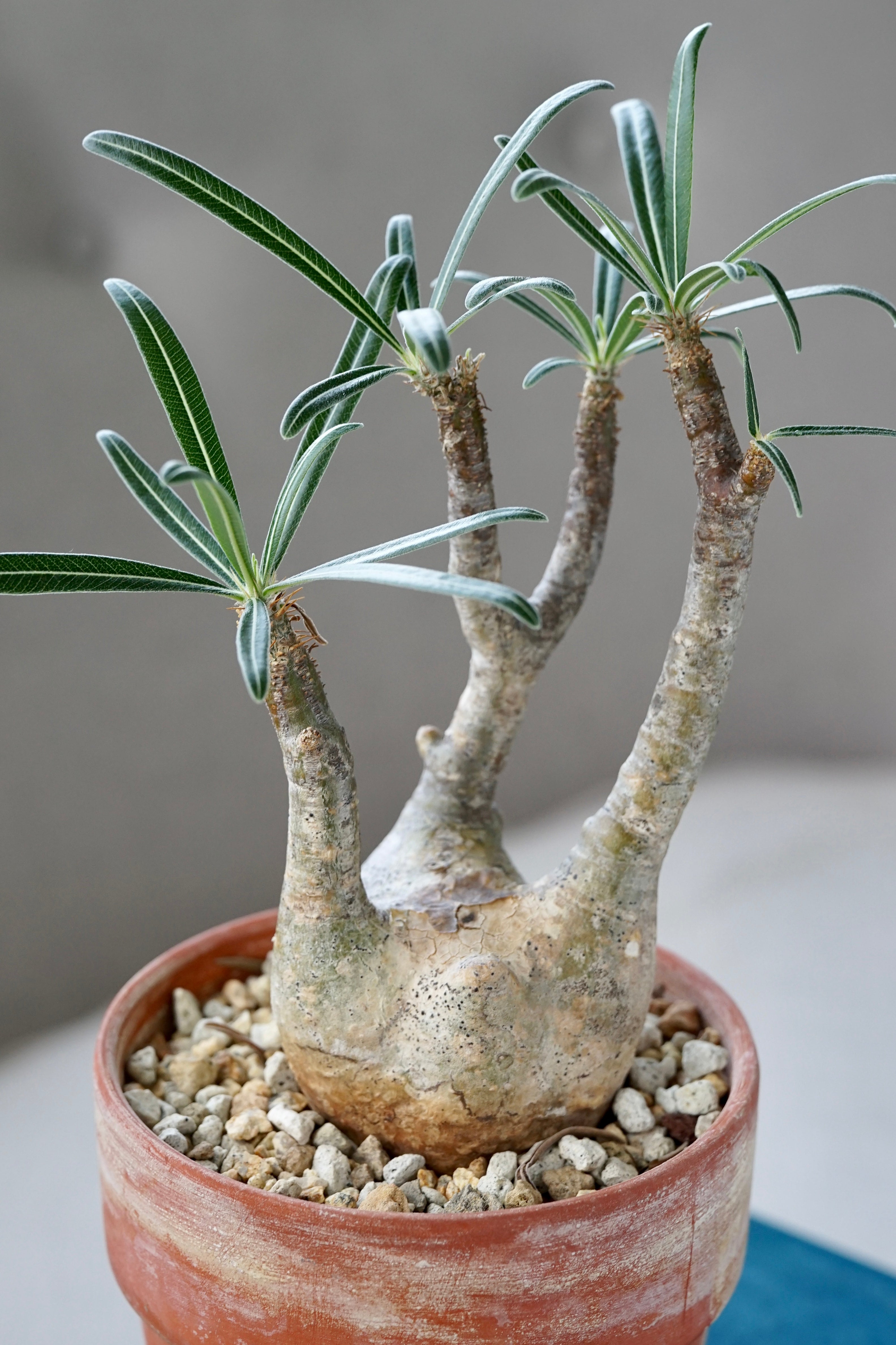 Pachypodium Rosulatum Var. Gracilius 5-pack Seeds - Unique