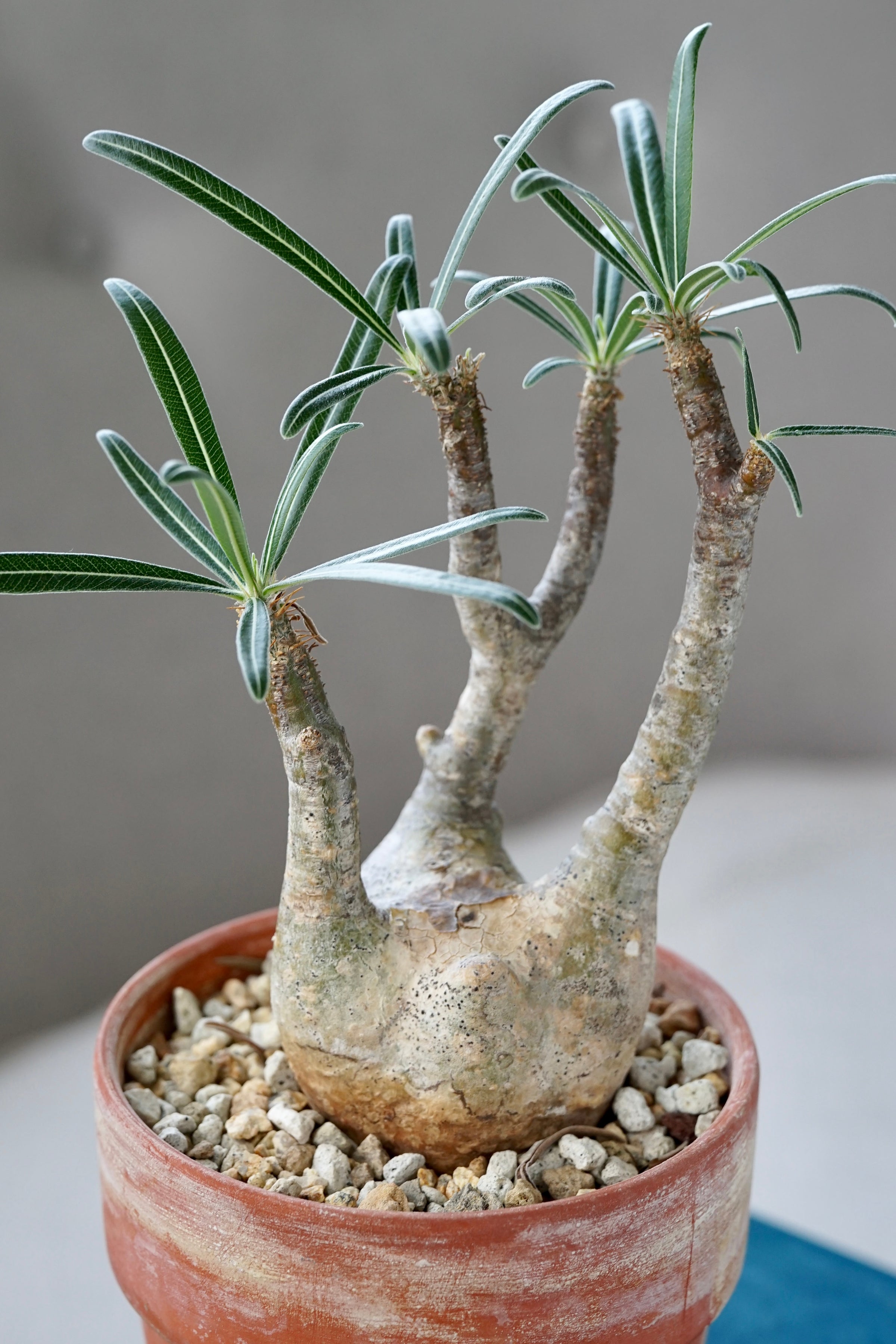 【超目玉枠】 var. rosulatum Pachypodium graclius Plants Cloud-Hidden | その他