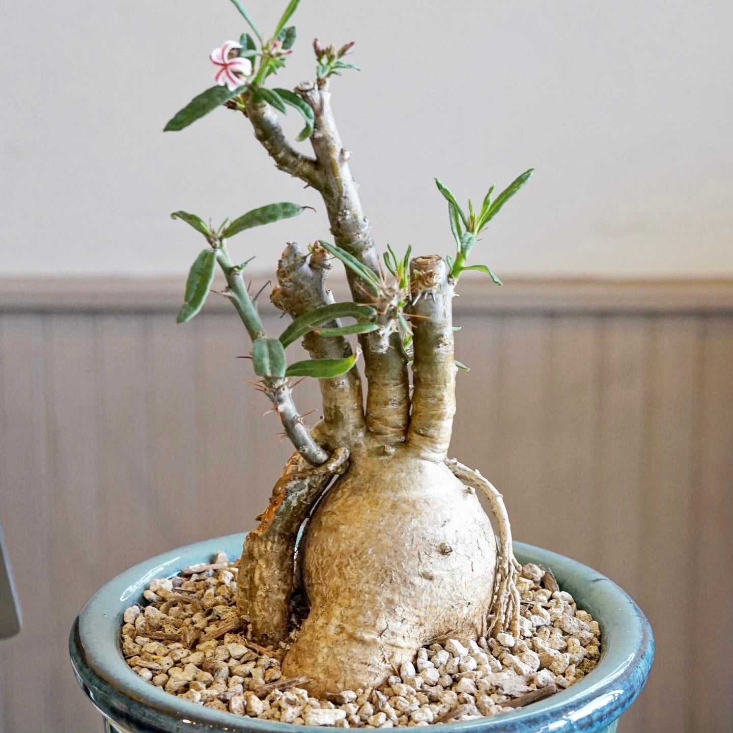 Pachypodium griquense | Cloud-Hidden Plants - Houseplants