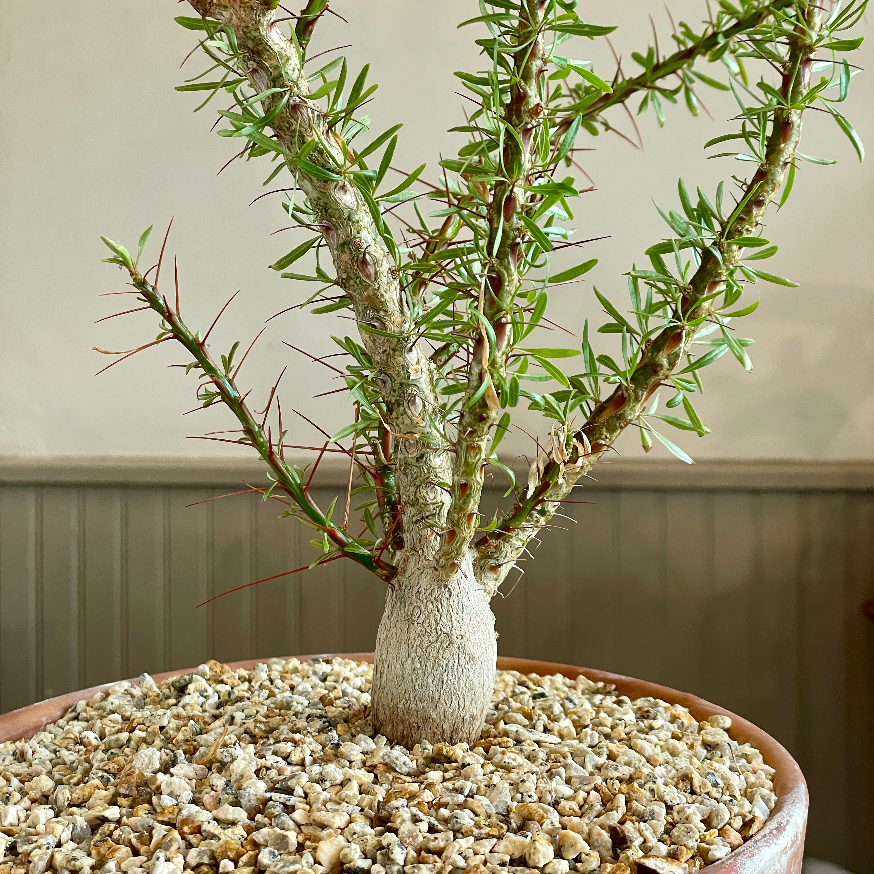 DEGさん専用　中型 塊根植物 Foquieria pulpusii DEGさん専用 中型 塊根植物 Foquieria pulpusii 中型 塊根植物