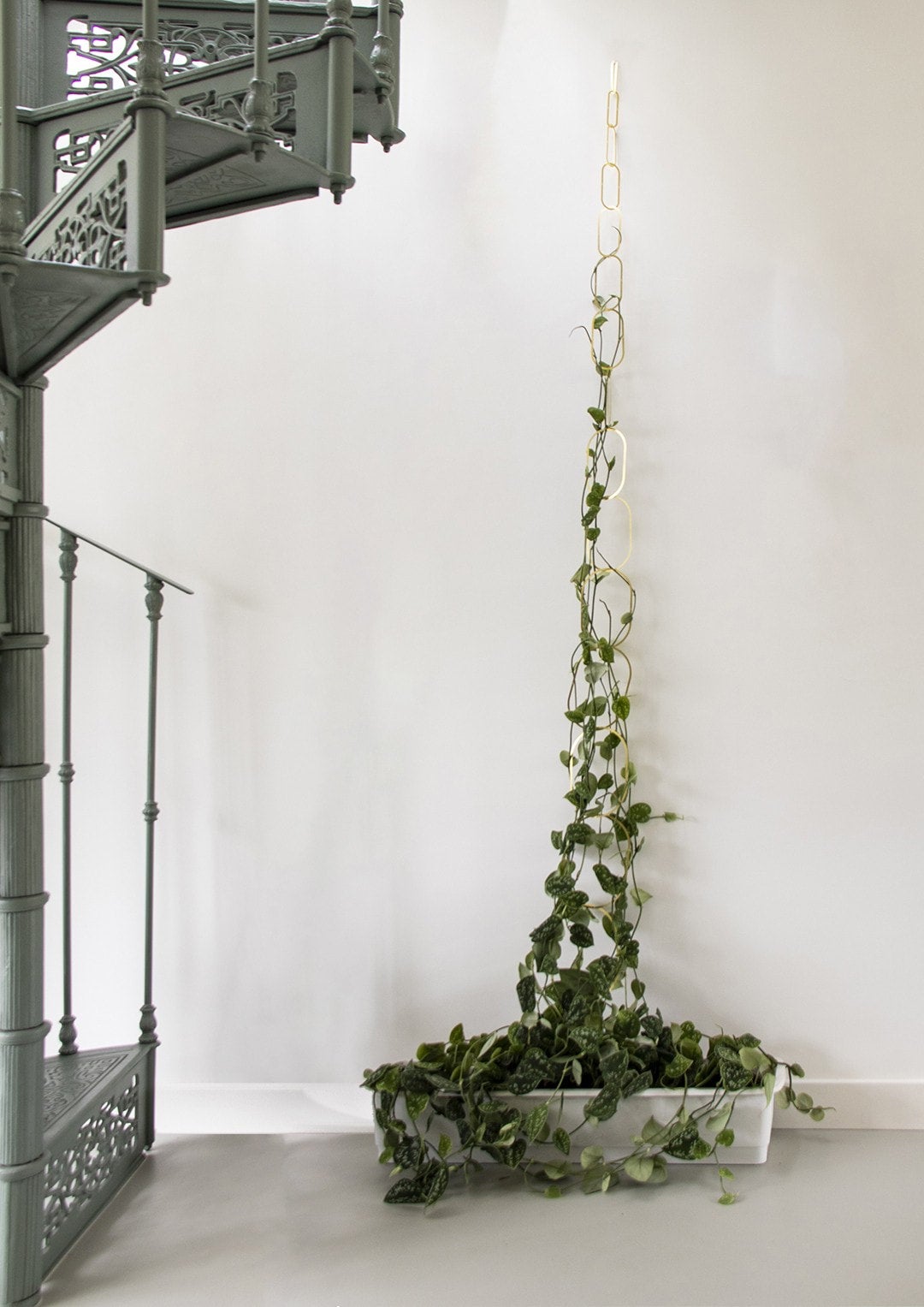 Brass chain support for climbing plants by BOTANOPIA | Cloud-Hidden Plants  - Houseplants, Succulent Bonsai & Caudex San Francisco
