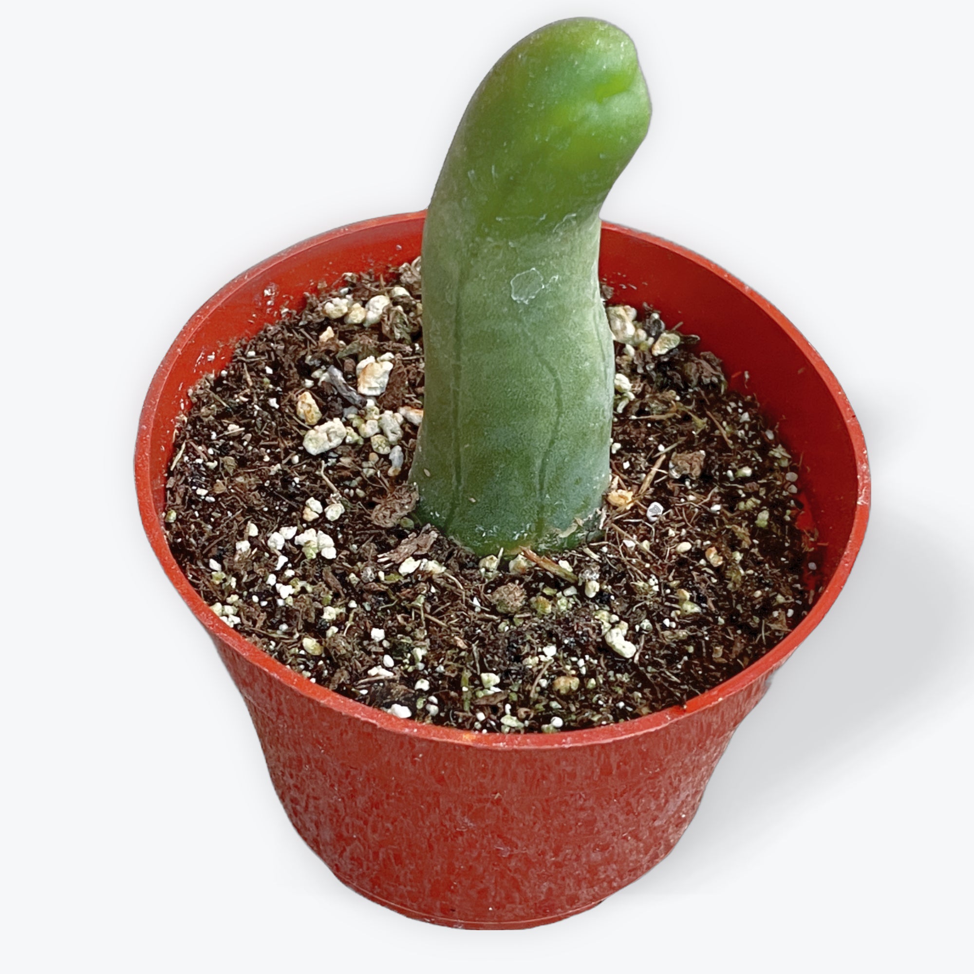 dracaena angolensis Dracaena angolensis Sansevieria cylindrica – The Boho Being, LLC