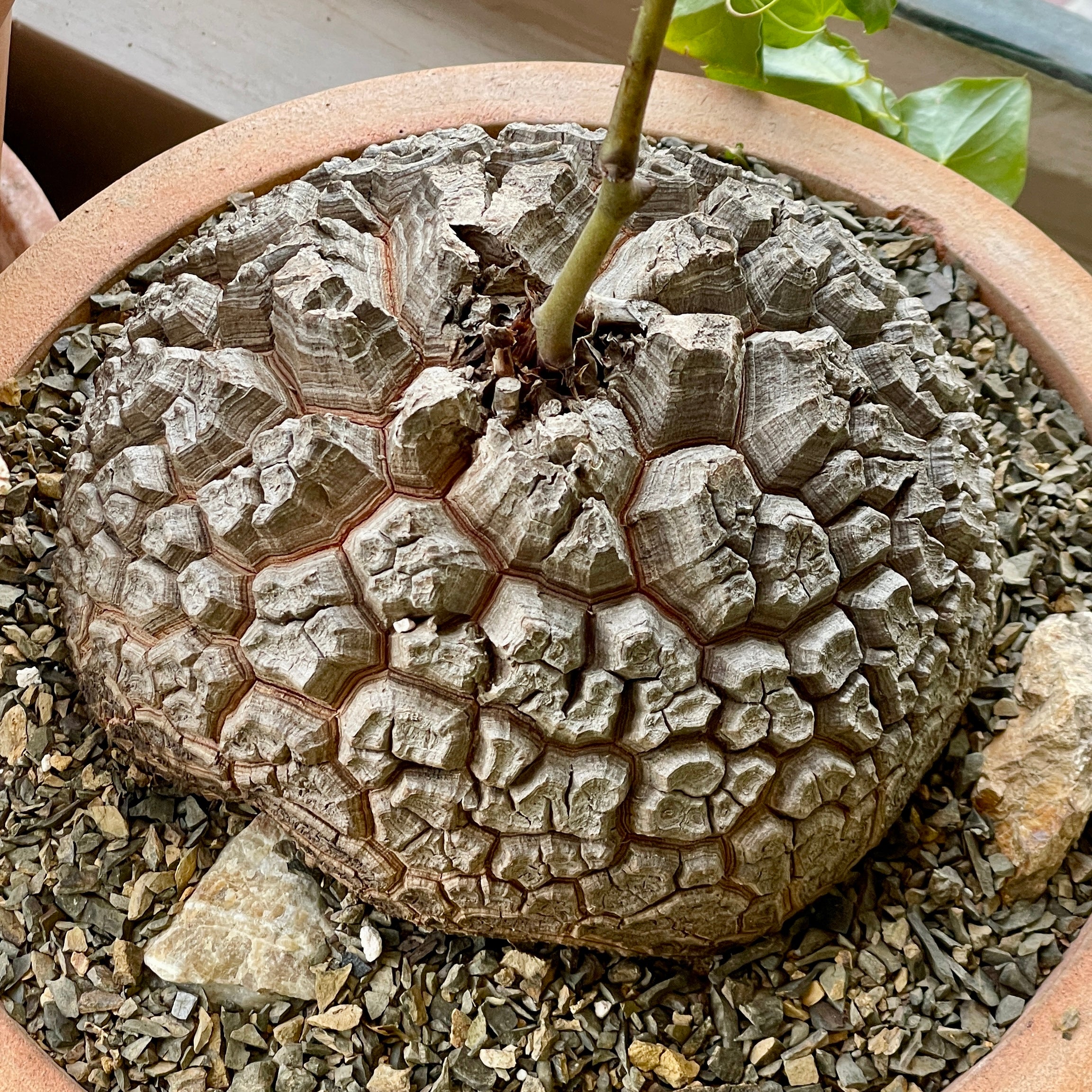 Large Dioscorea elephantipes specimen April 2025 | Cloud-Hidden