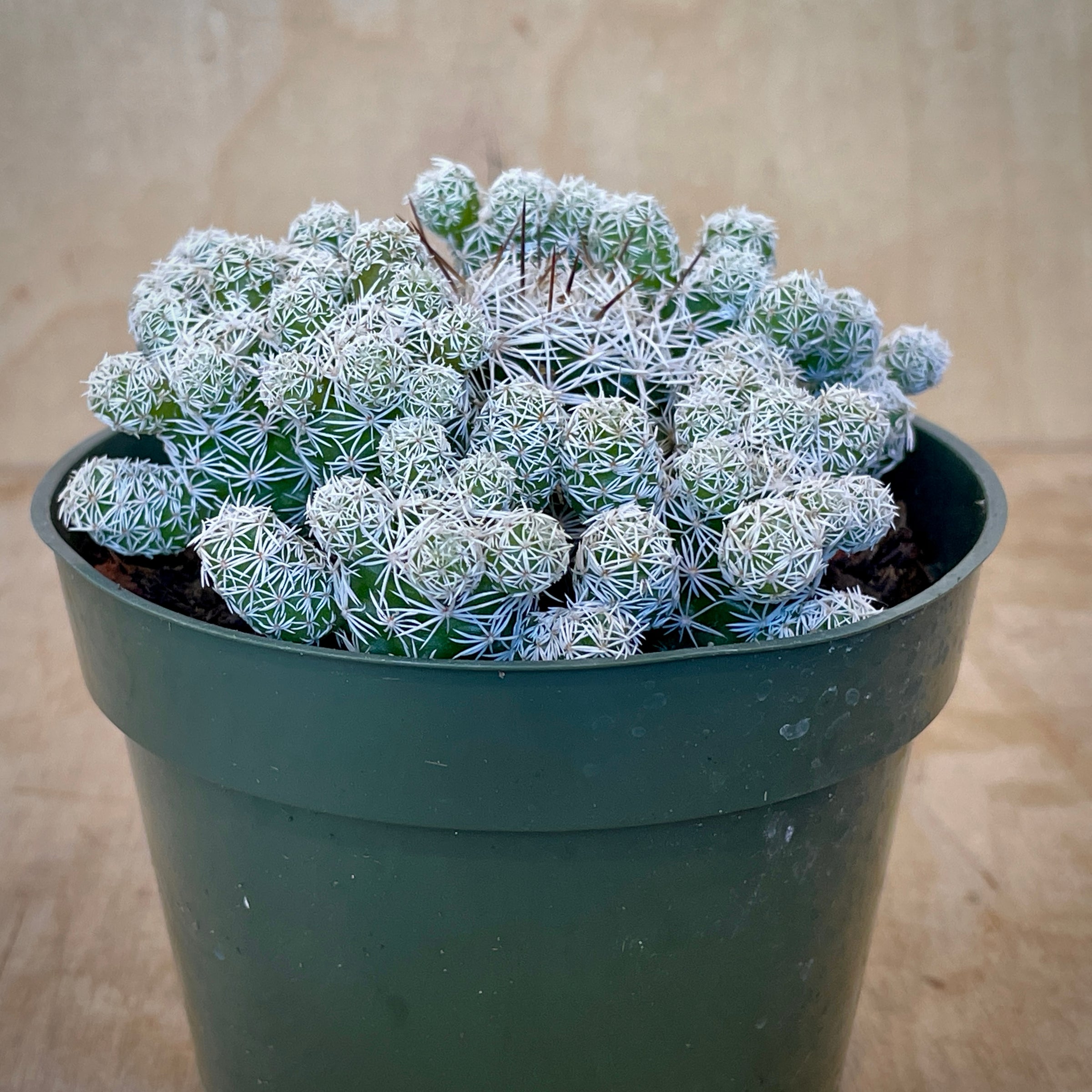 Astrophytum myriostigma cv. Onzuka | Cloud-Hidden Plants
