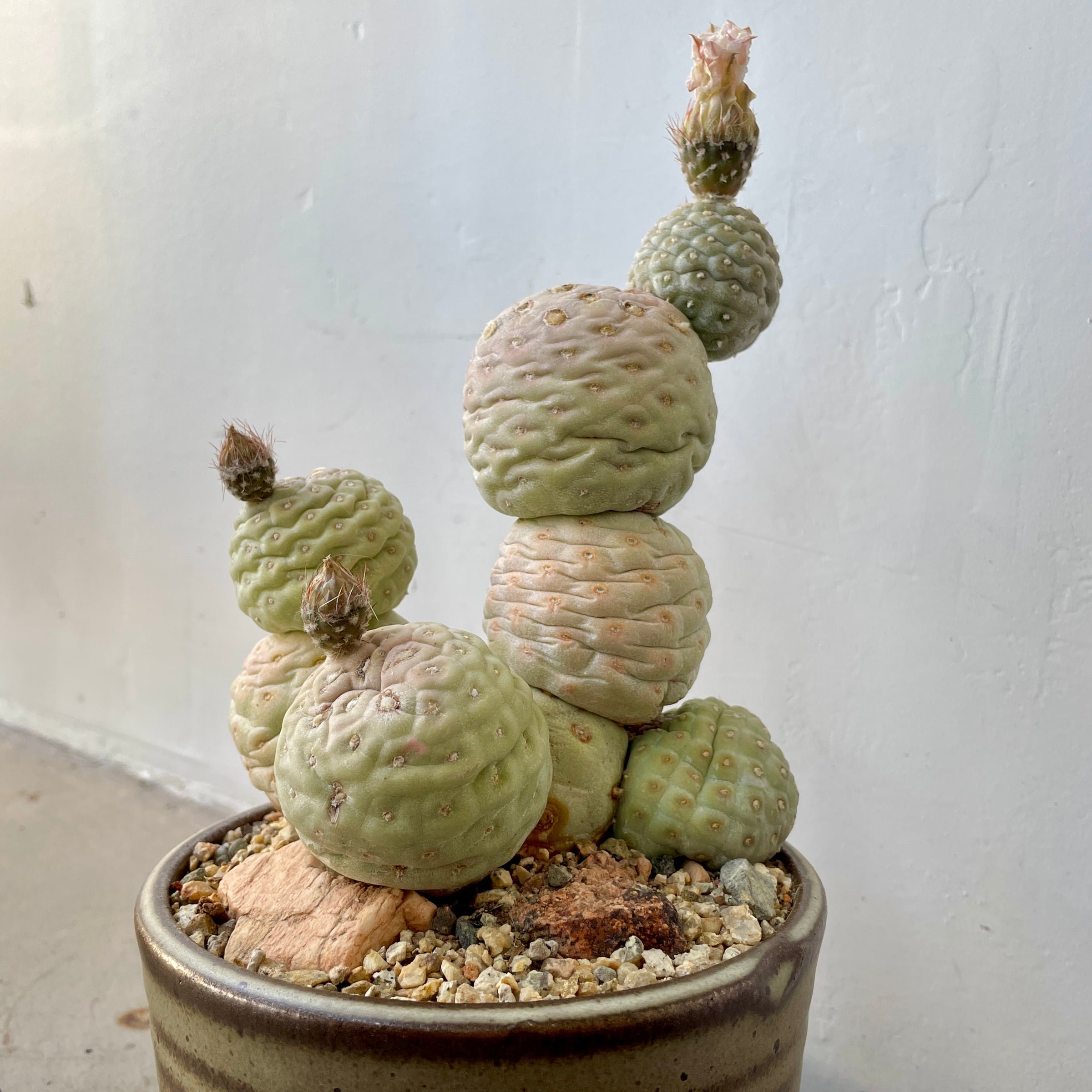 Tephrocactus Geometricus Specimen "Immaculate" | Cloud-Hidden Plants -  Houseplants, Succulent Bonsai & Caudex San Francisco