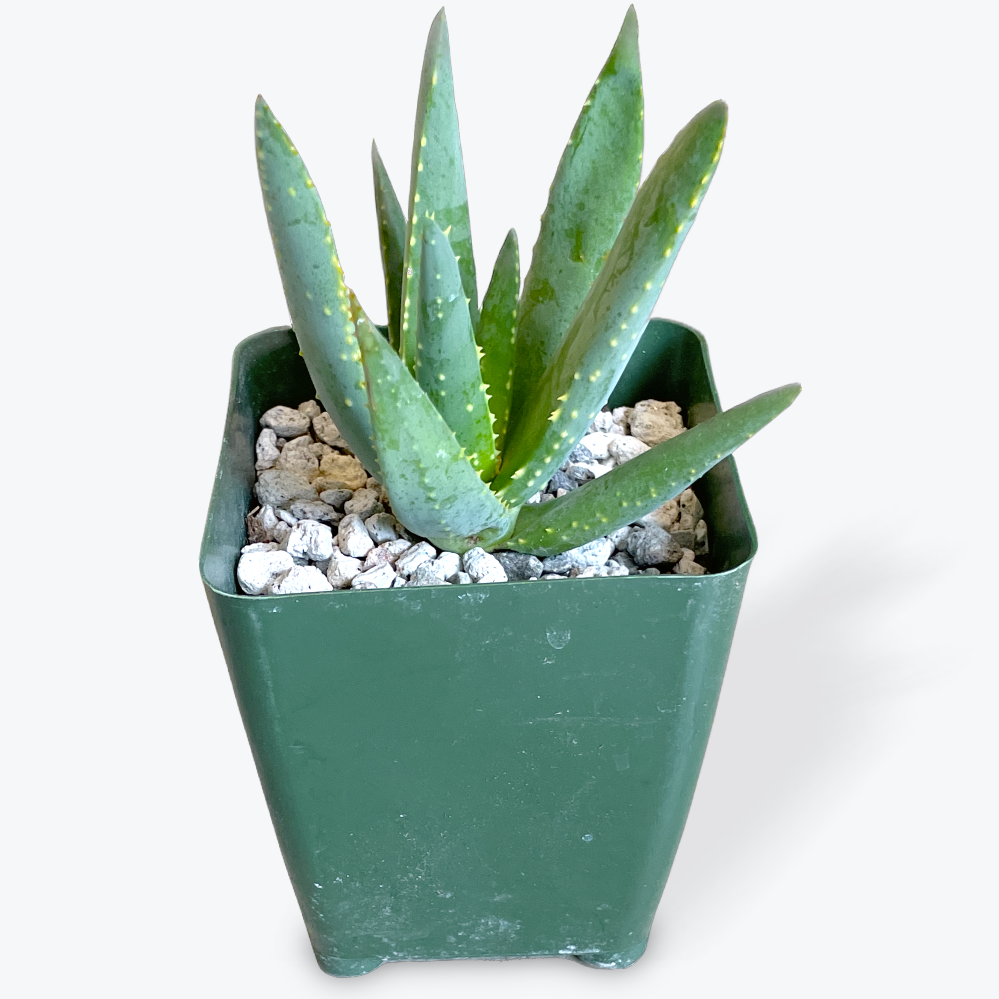 Aloe ramosissima | Cloud-Hidden Plants - Houseplants, Succulent Bonsai &  Caudex San Francisco
