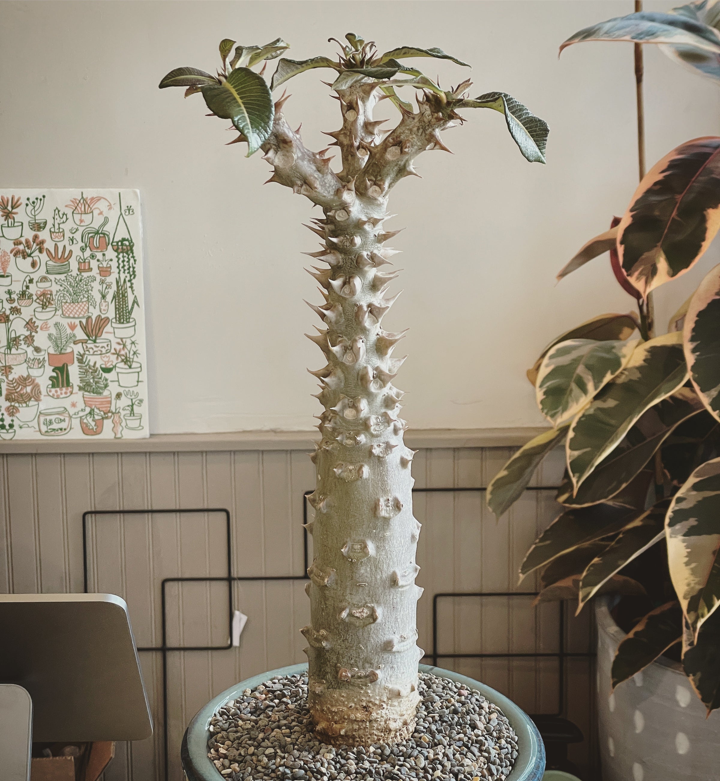 Large Dioscorea elephantipes specimen April 2025 | Cloud-Hidden