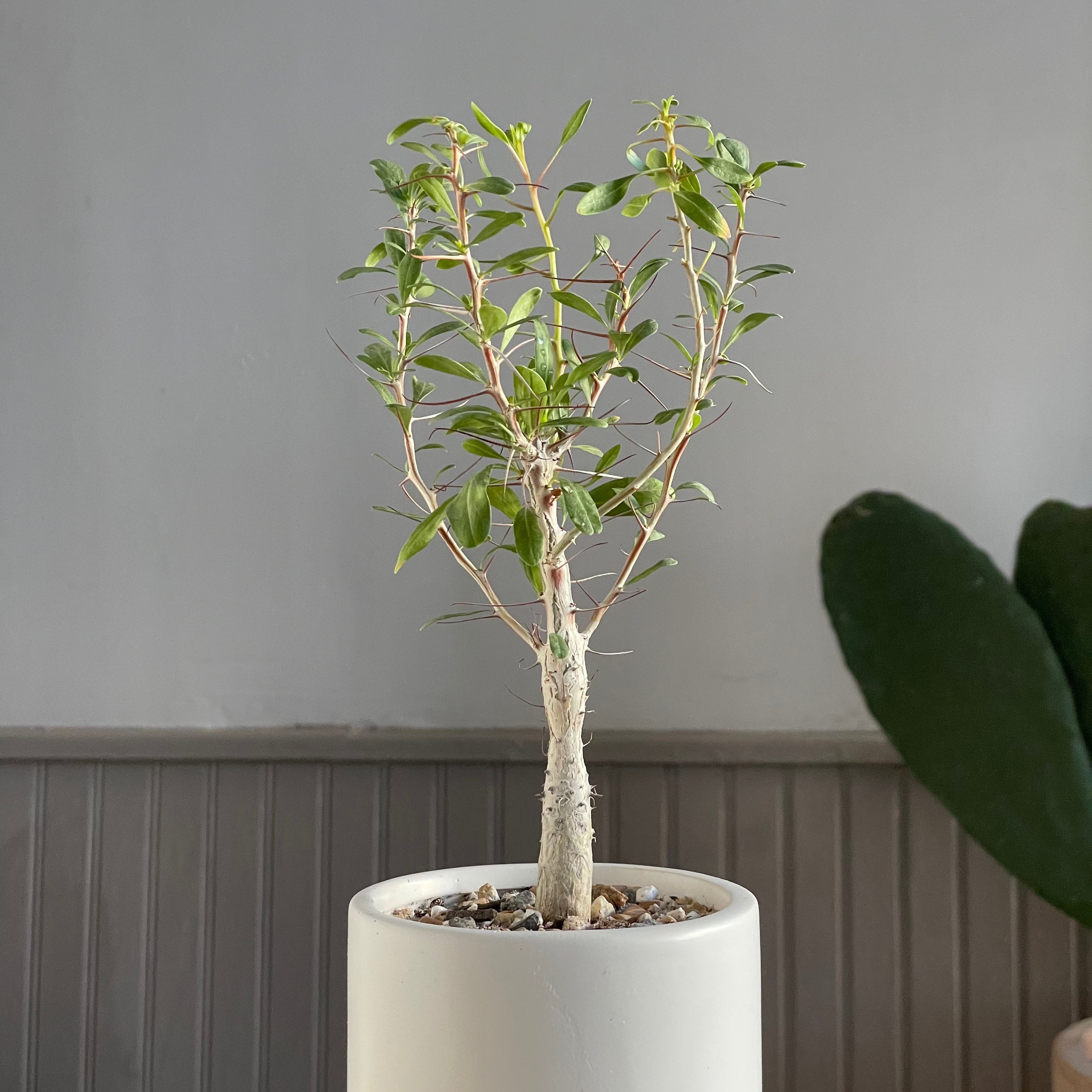 Fouquieria columnaris - Boojum Tree | Cloud-Hidden Plants