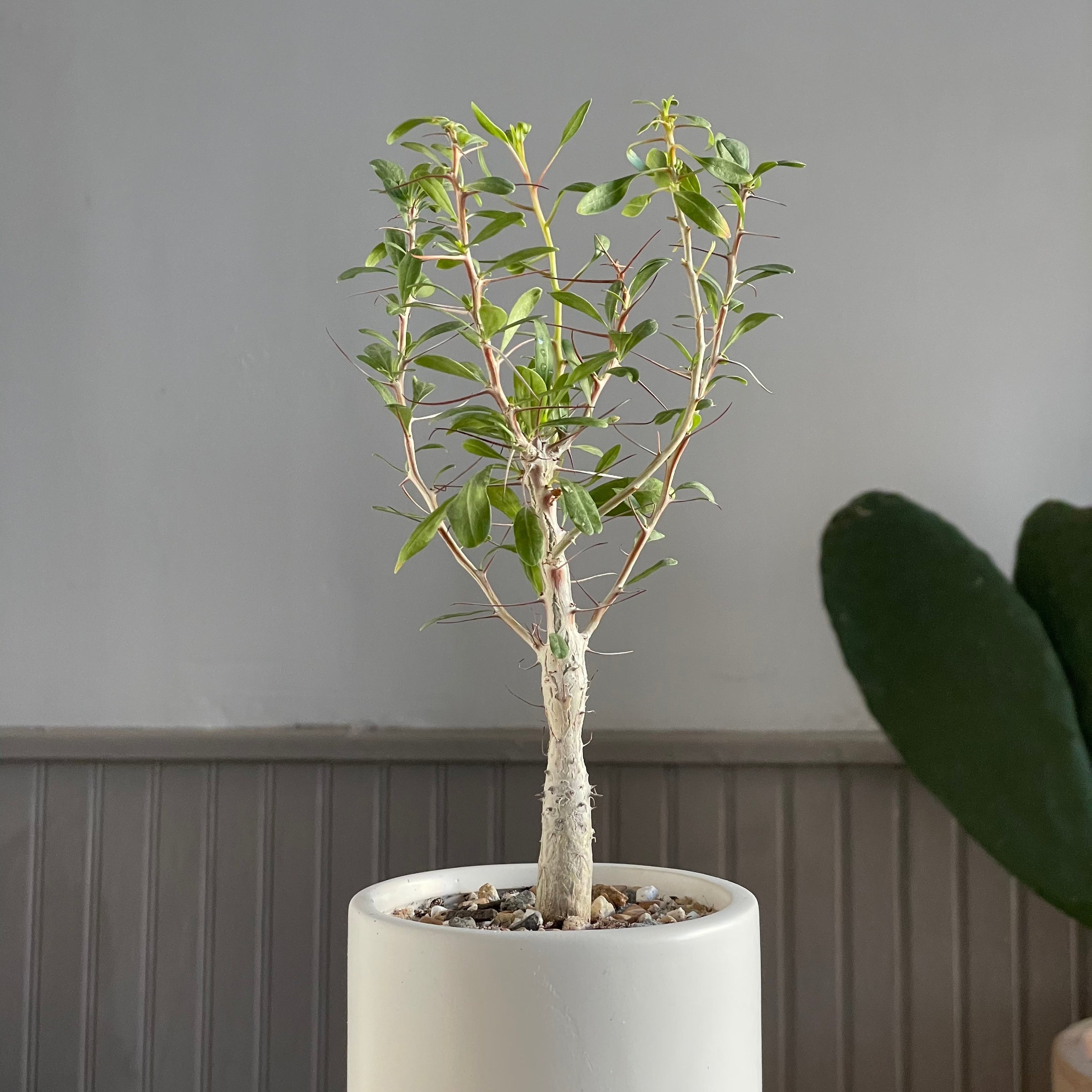 その他観葉植物 Foquieria columnnaris Fouquieria columnaris - size large — SATURDAYS Succulents