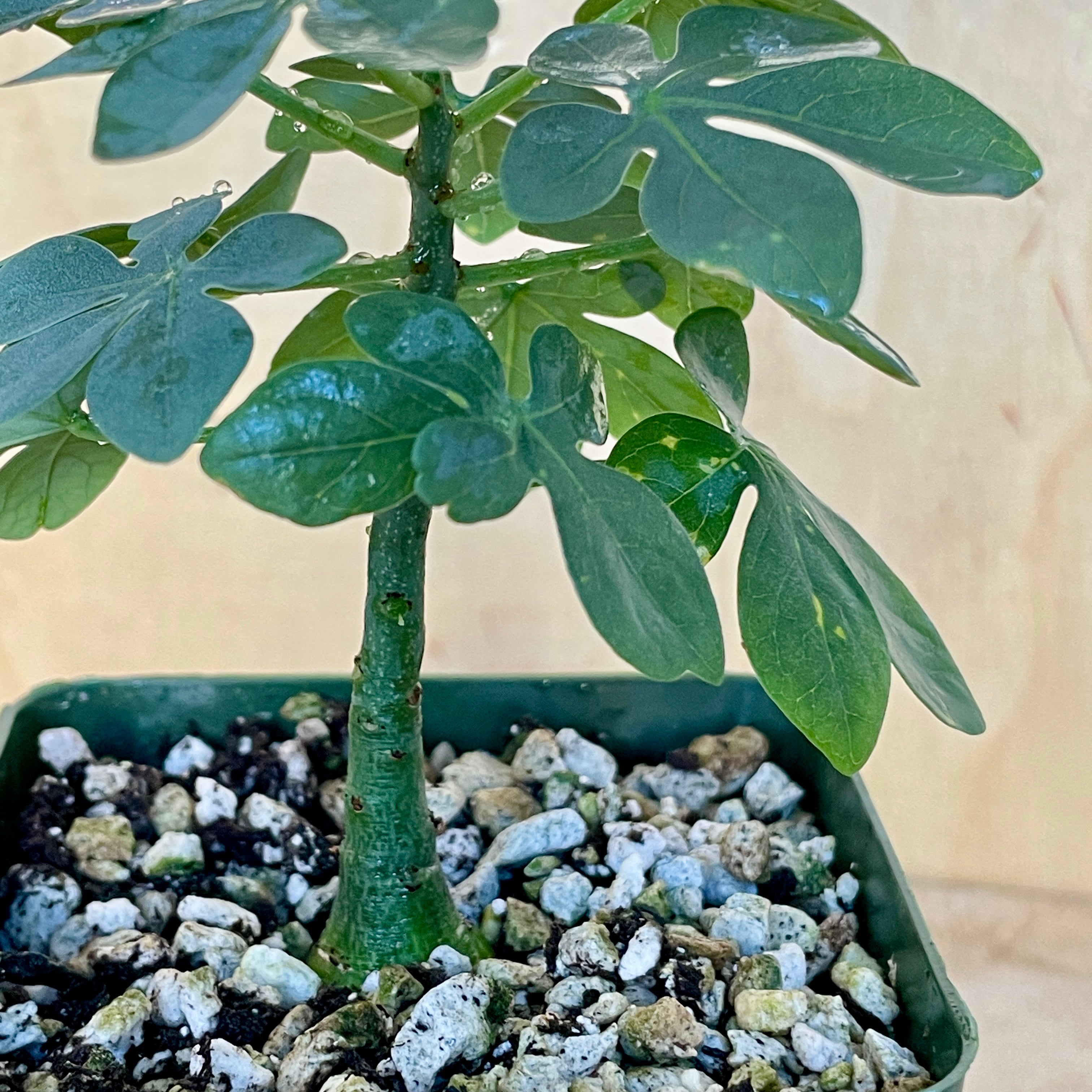 plantlovers monstera variegata Monstera 
