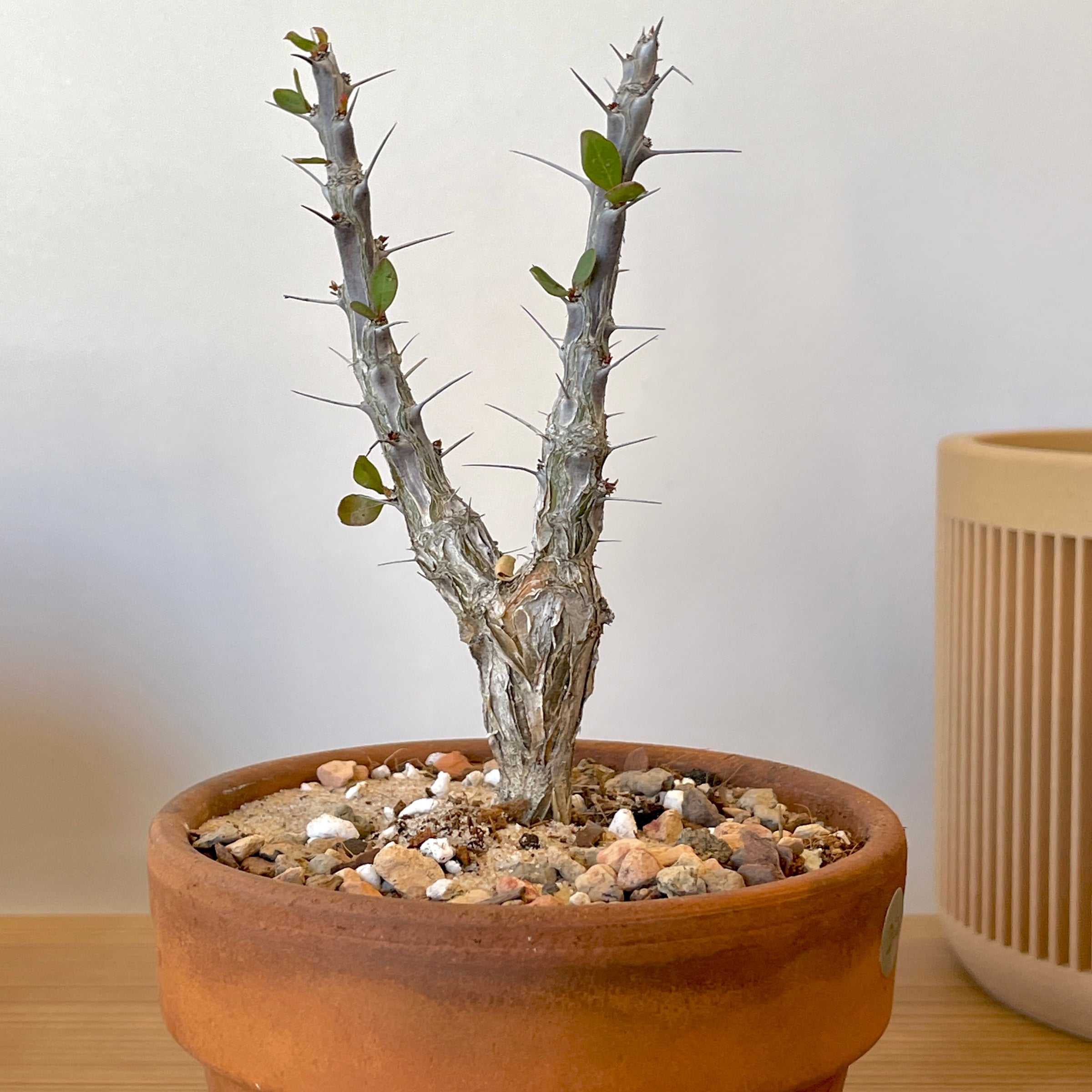 Fouquieria macdougalii - Mexican Tree Ocotillo | Cloud-Hidden
