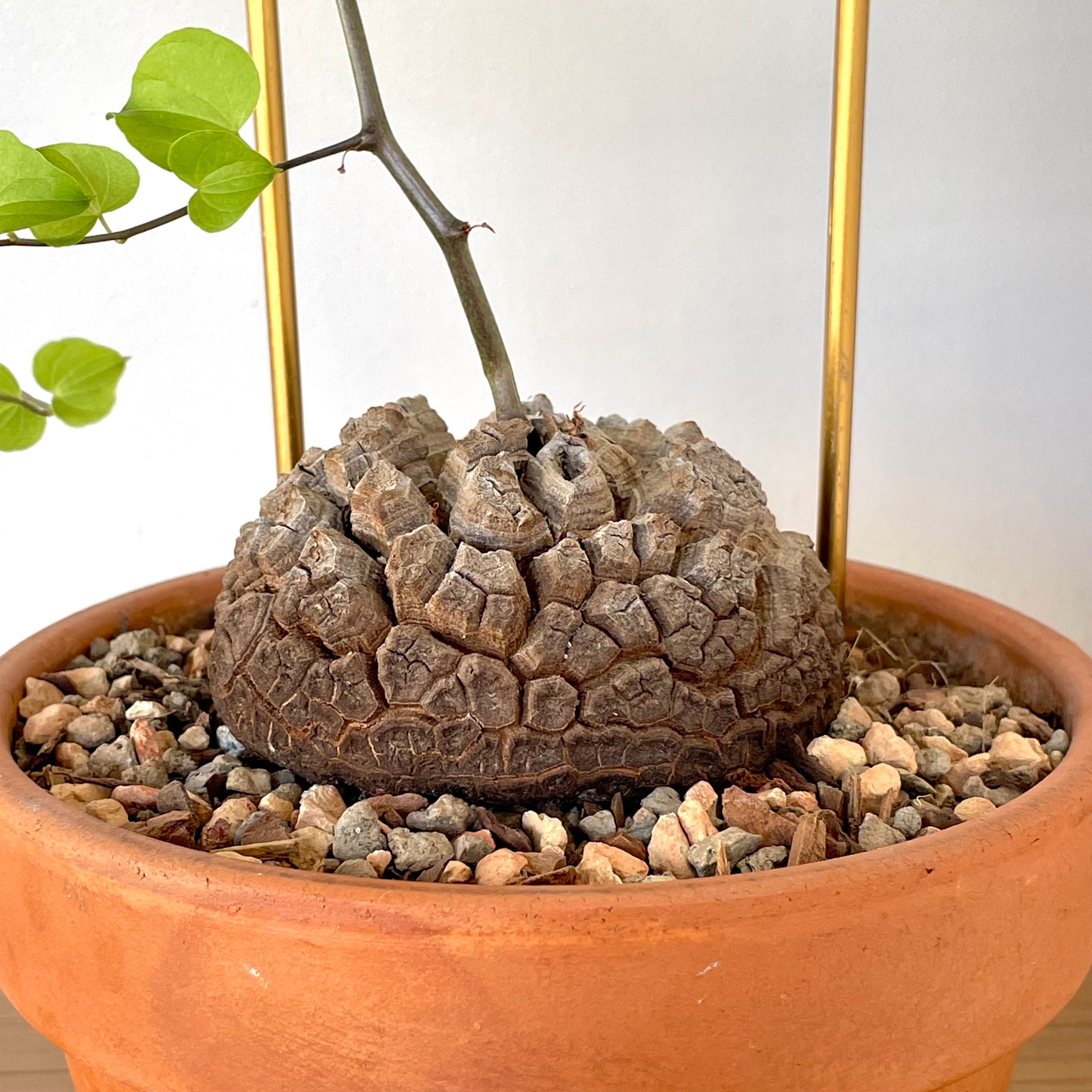 Dioscorea Elephantipes (Plant XL1) | Cloud-Hidden Plants