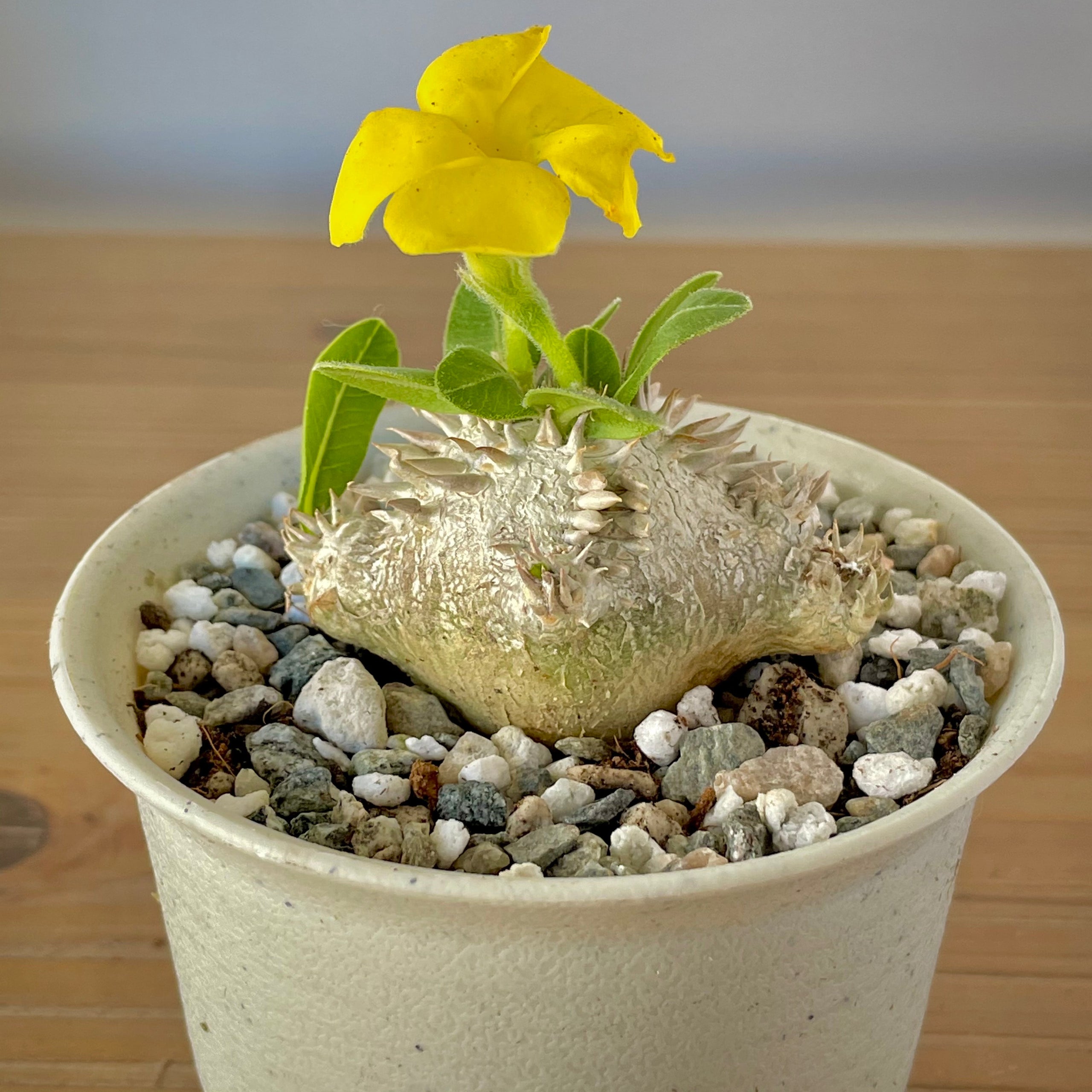 Pachypodium brevicaule パキポディウム・ブレビカウレ Pachypodium brevicaule [small] - Mountain Crest Gardens