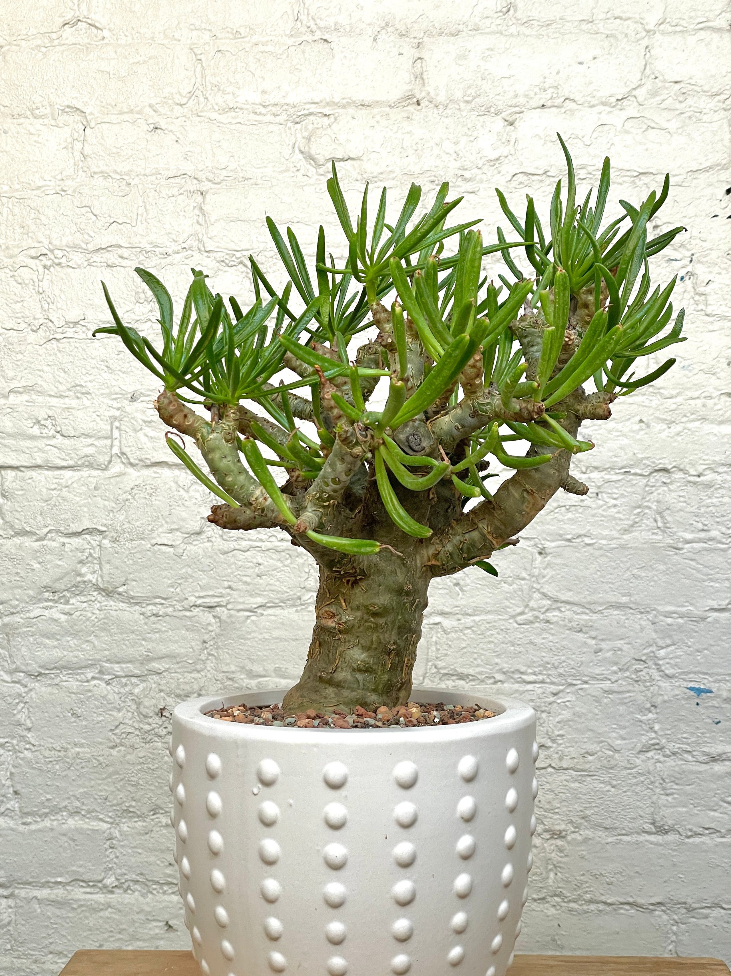 Tylecodon paniculatus v. dinterii | Cloud-Hidden Plants