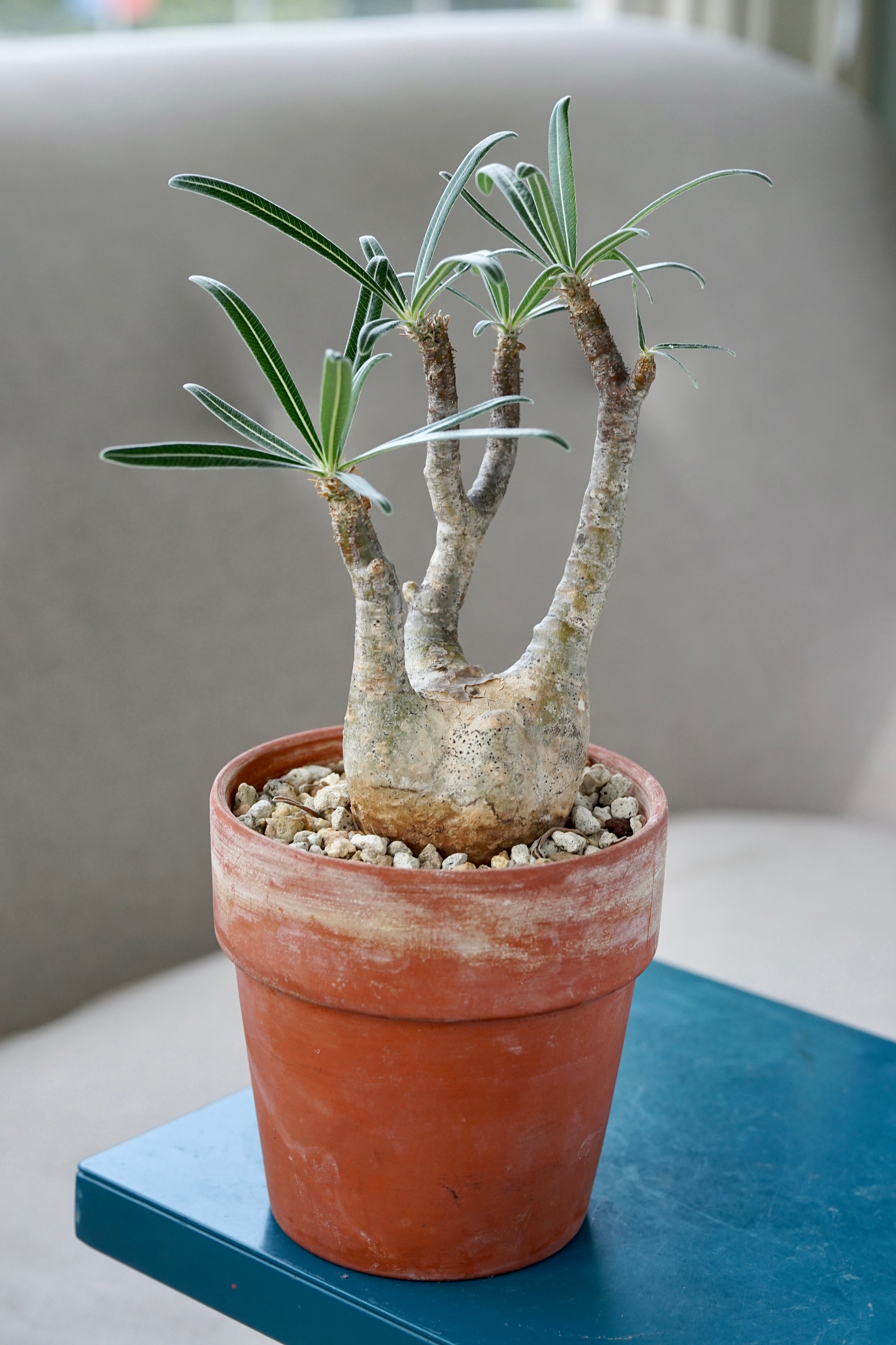 【新品未使用】OZWRT Spirit of Pachypodium グラキリス OZWRT Spirit of pachypodium グラキリス