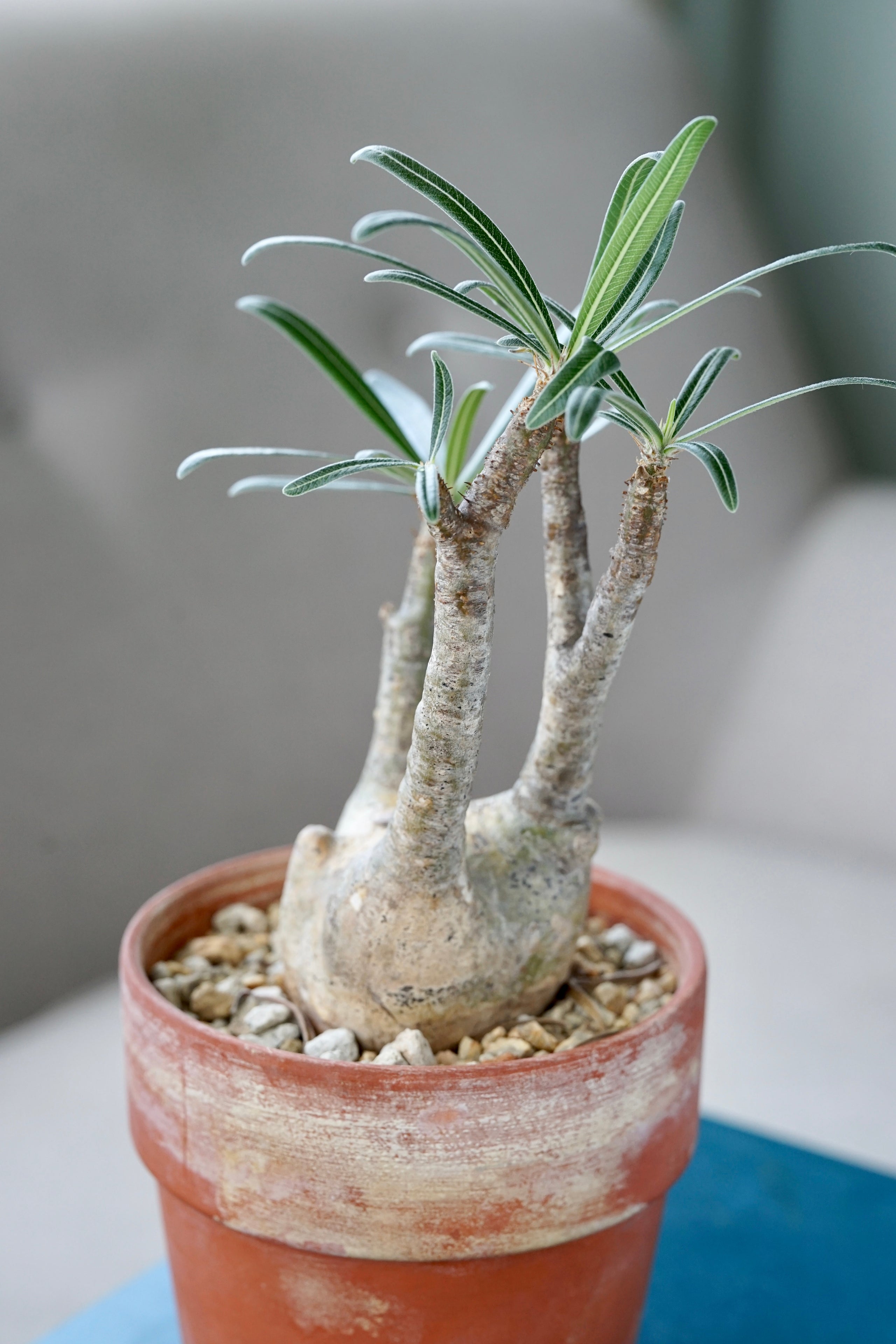 Pachypodium rosulatum var. graclius | Cloud-Hidden Plants - Houseplants,  Succulent Bonsai & Caudex San Francisco