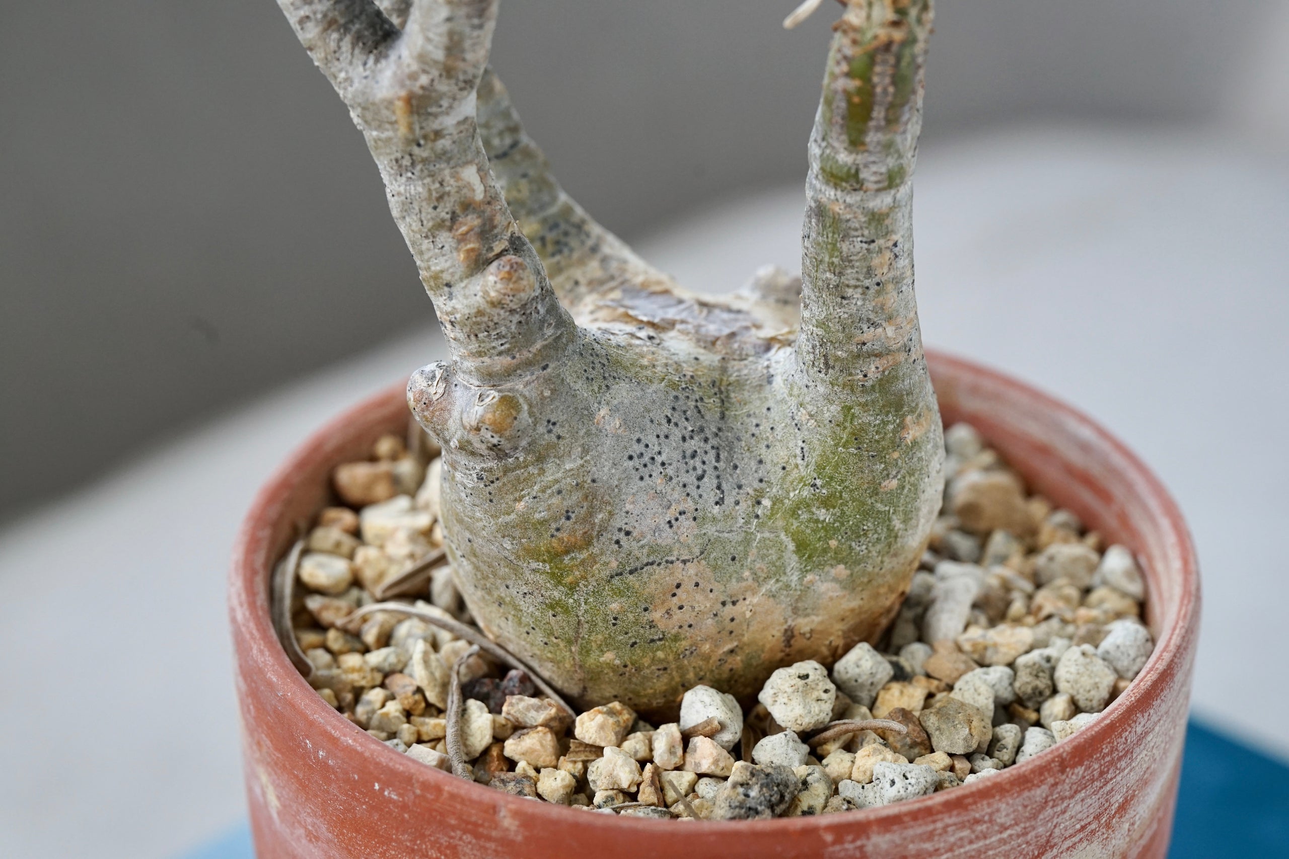 Pachypodium rosulatum var. graclius