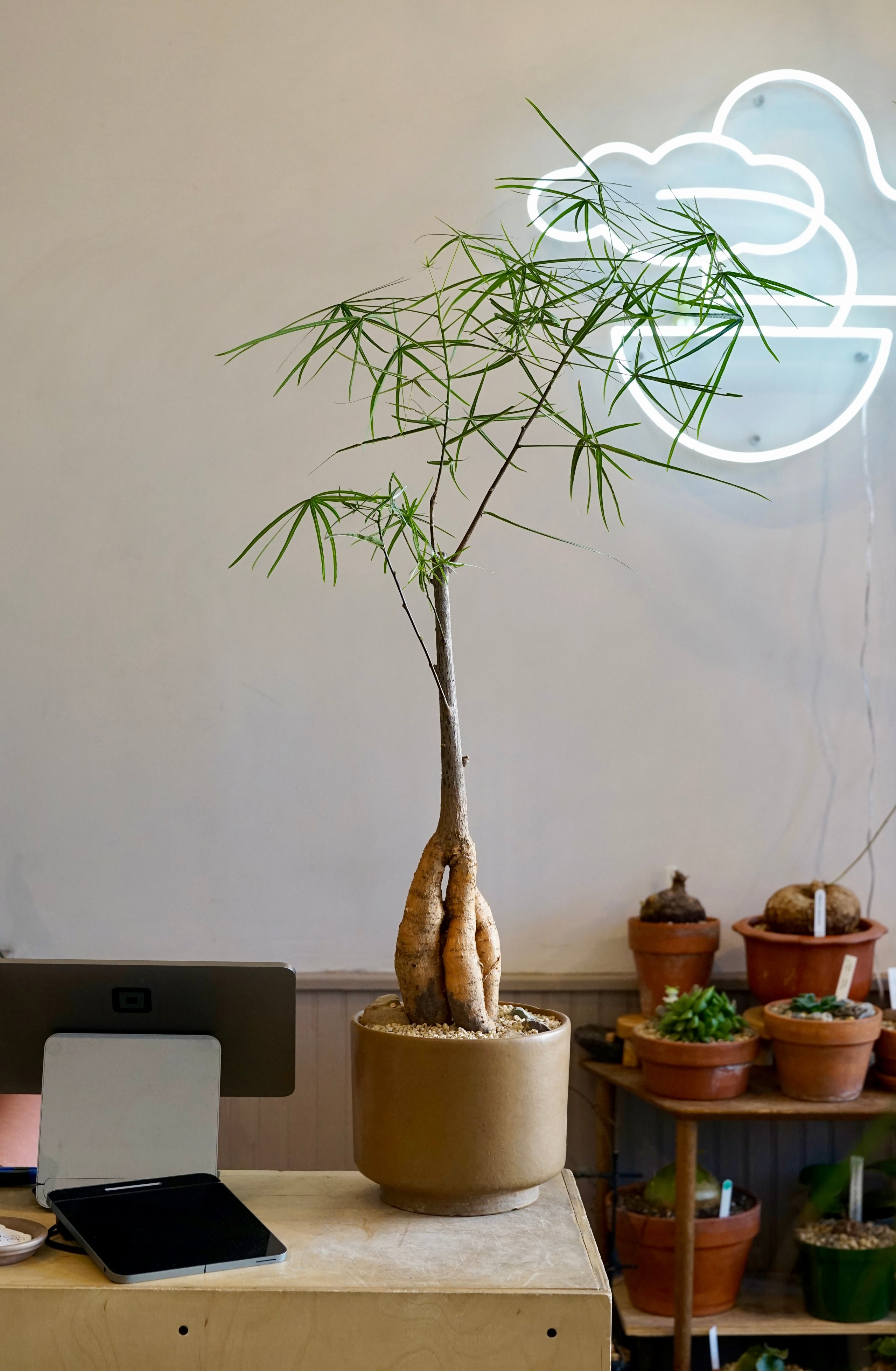 その他観葉植物 BOTTLE Tree Raised Queensland Bottle Tree in Mid-Century Planter | Cloud