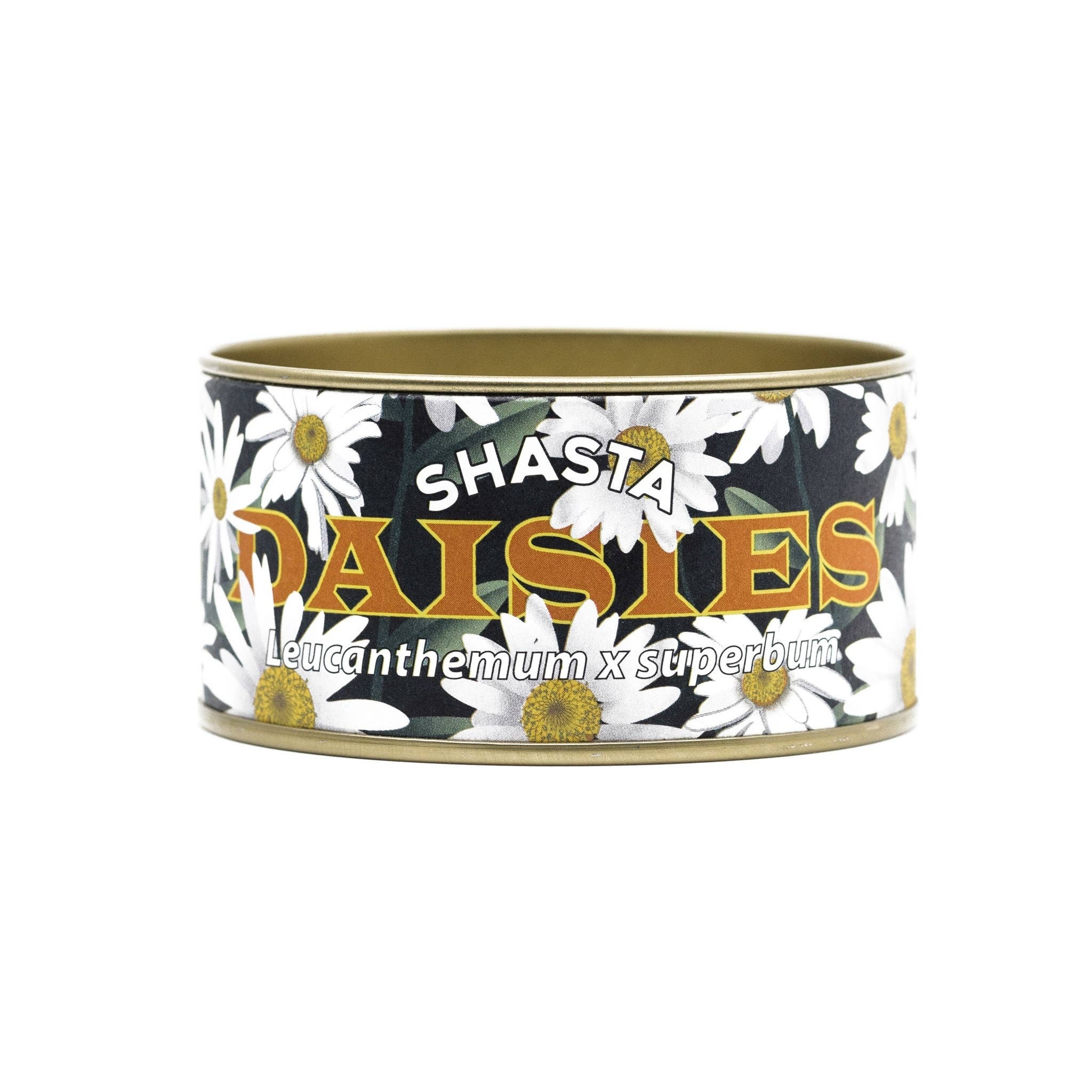 Shasta Daisy Flower Seed Grow Kit Cloud Hidden Plants A Unique shasta-daisy-flower-seed-grow-kit-cloud-hidden-plants-a-unique