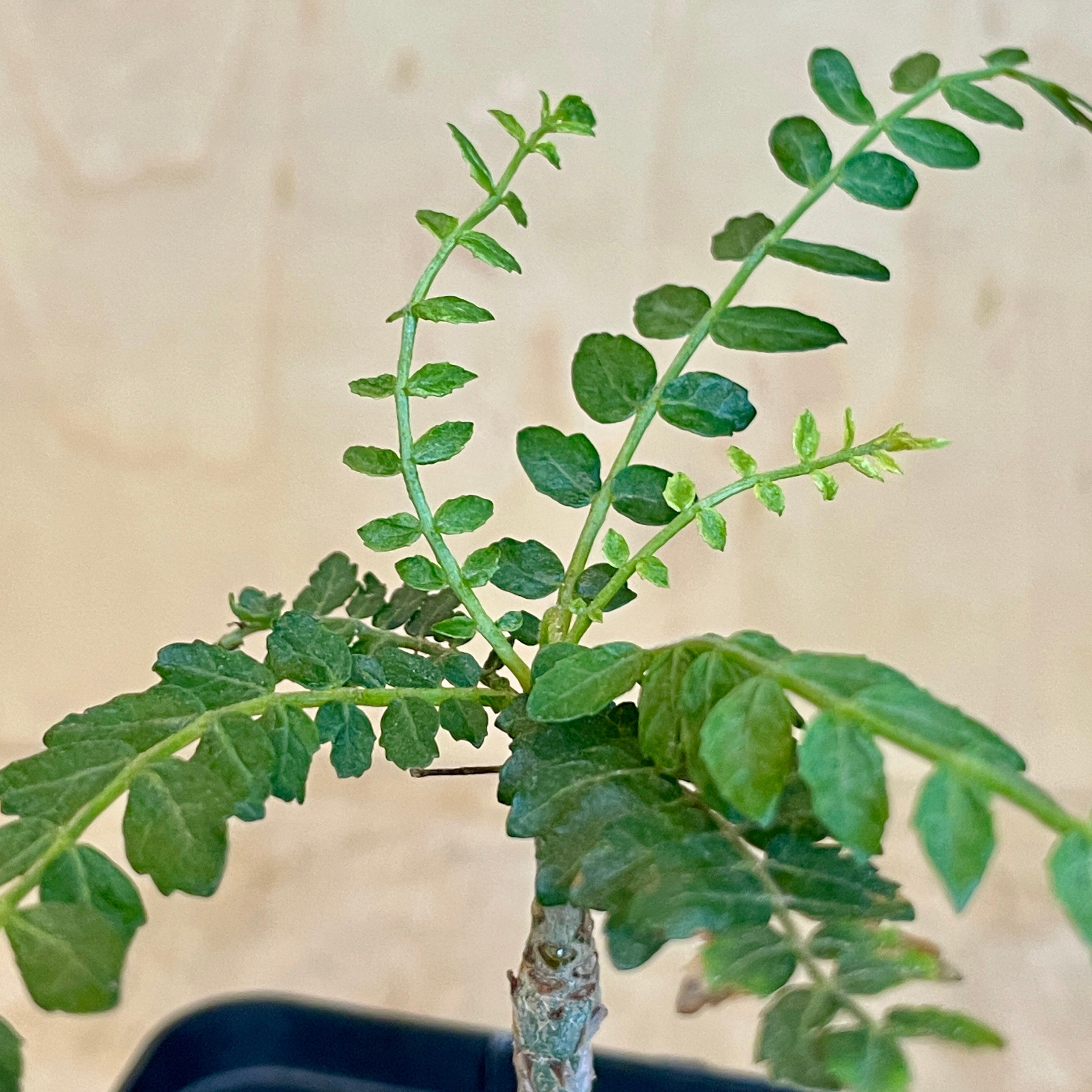 発根済み】No.AS25 Boswellia neglecta ボスウェリア ネグレクタ