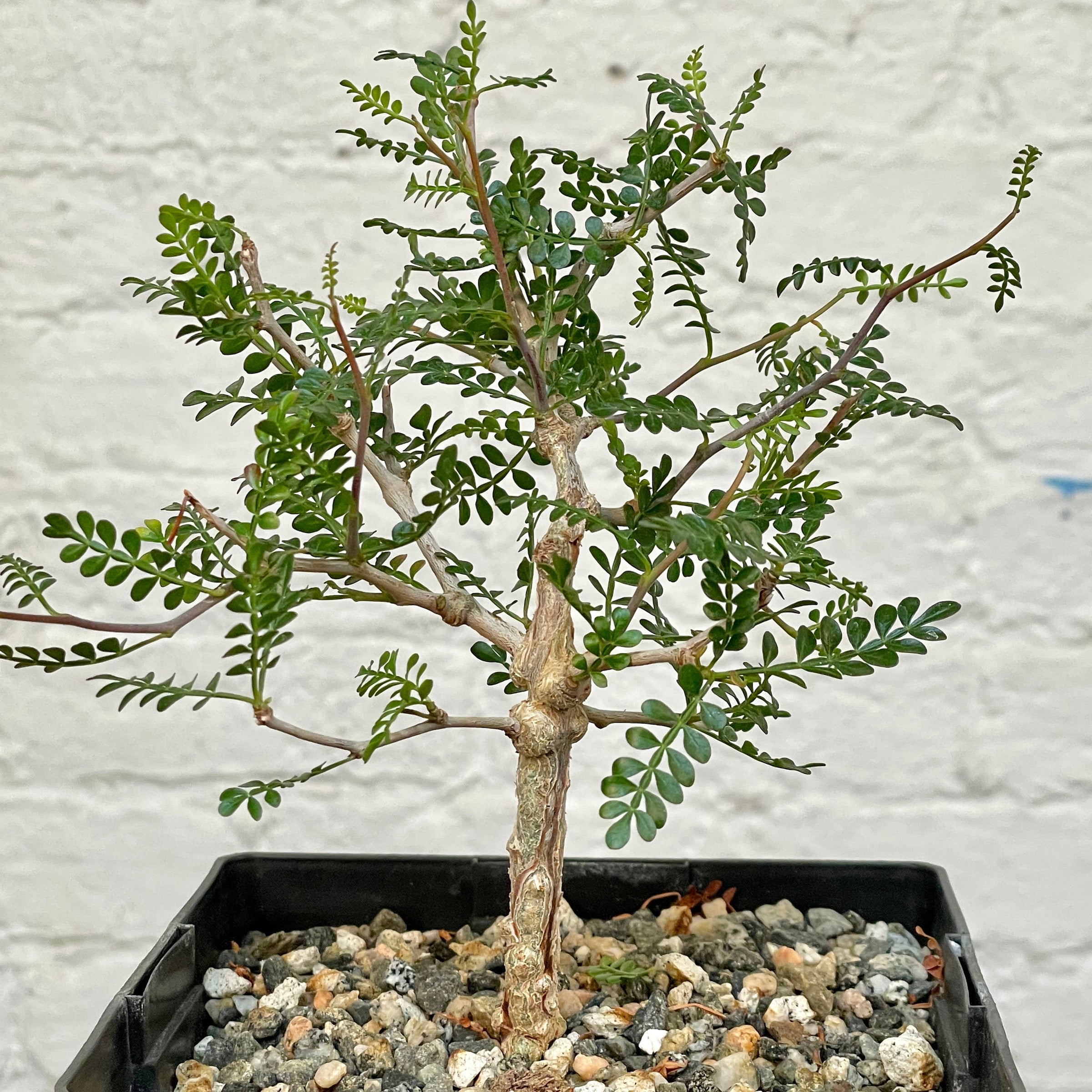 Operculicarya pachypus | Cloud-Hidden Plants - Houseplants