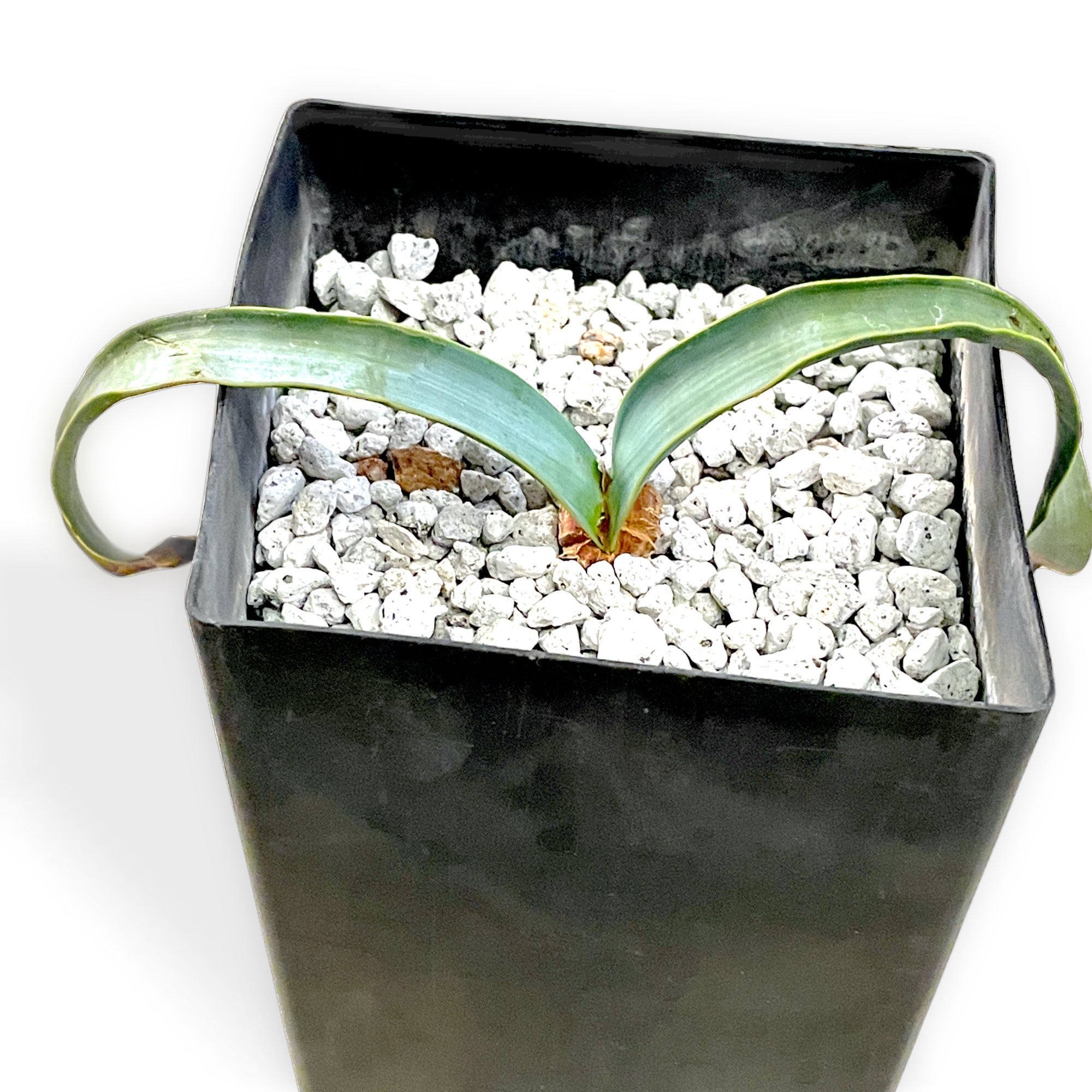 Welwitschia mirabilis | Cloud-Hidden Plants - Houseplants